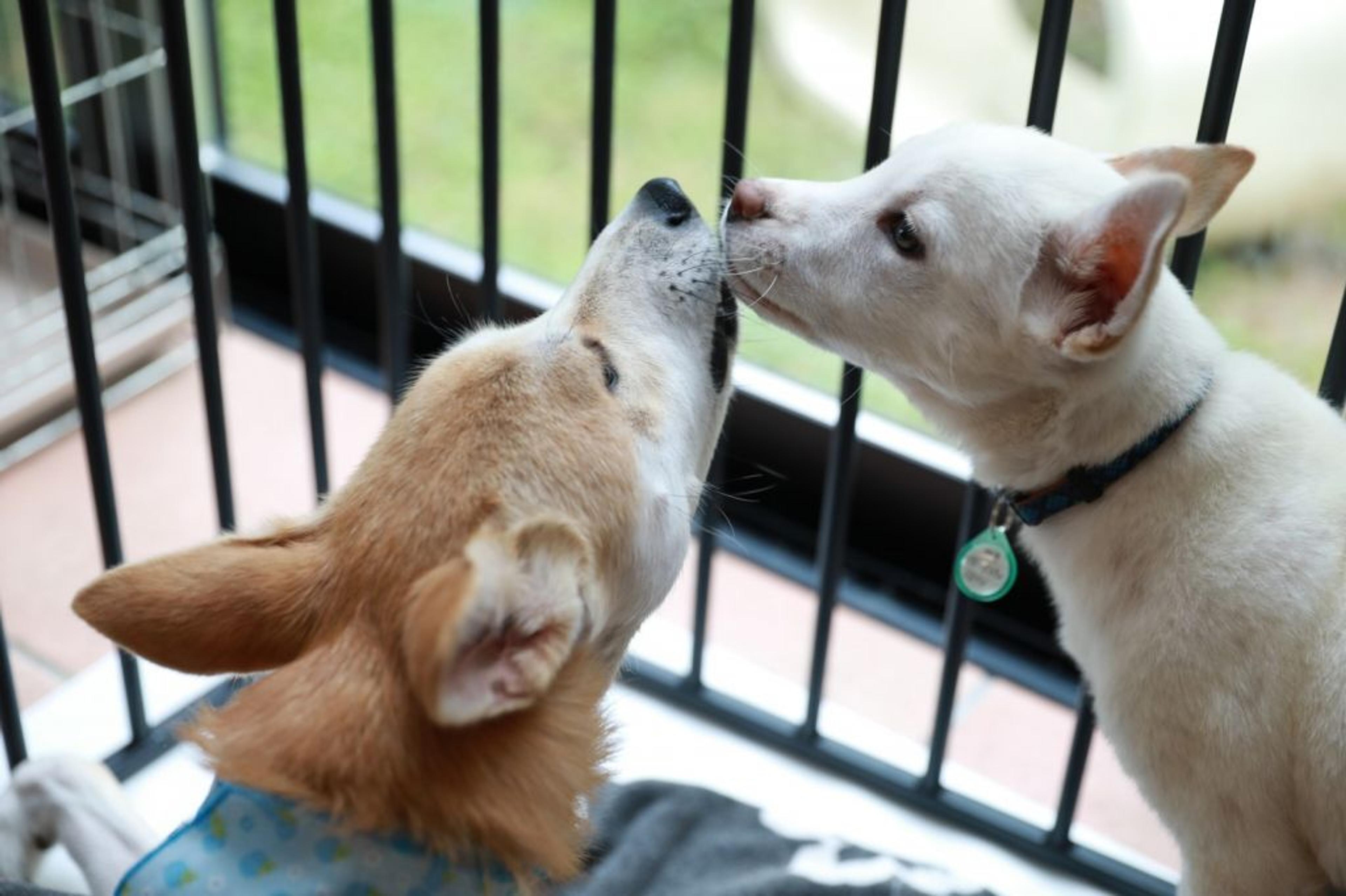 pet-image-9