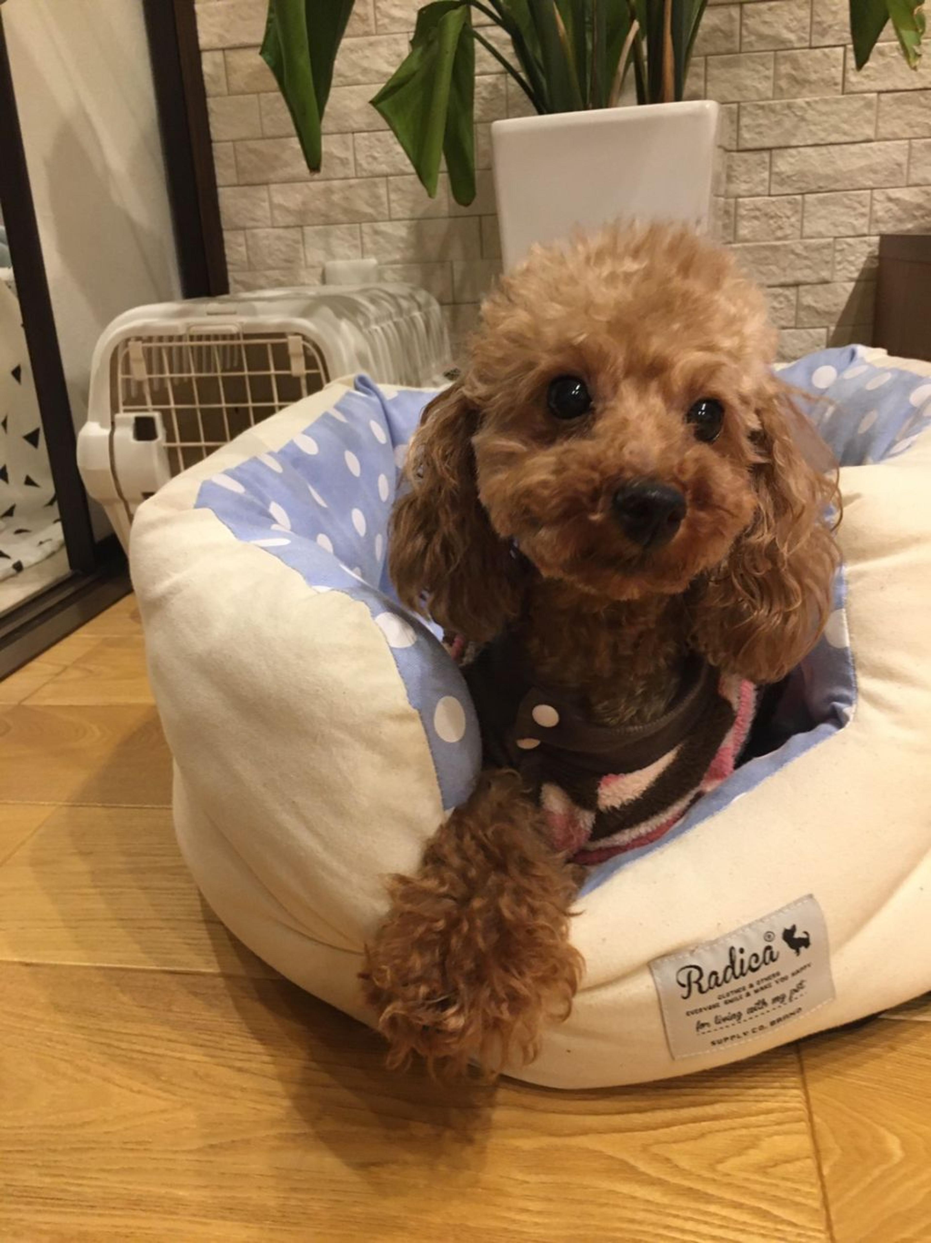 pet-image-2