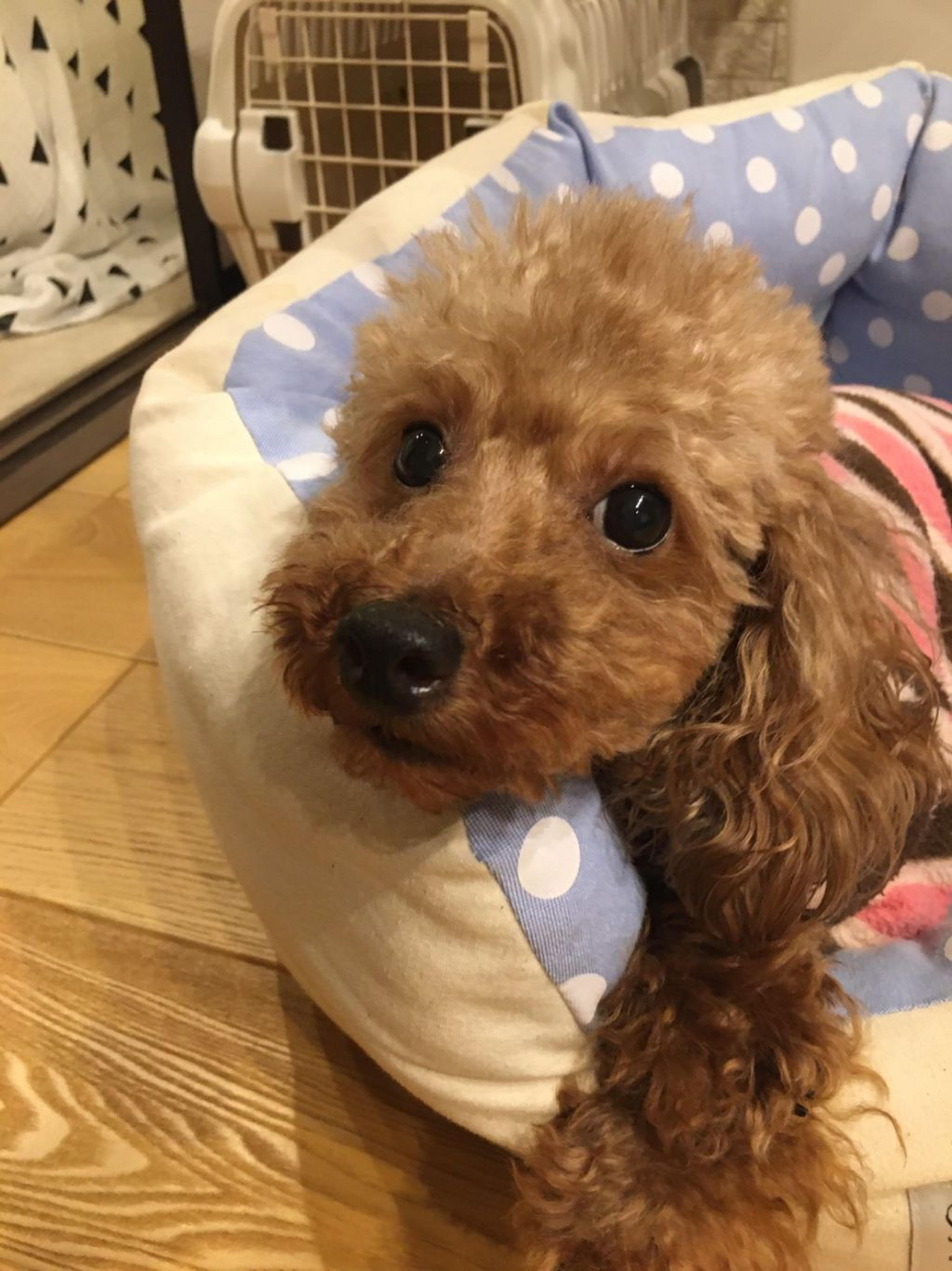 pet-image-3
