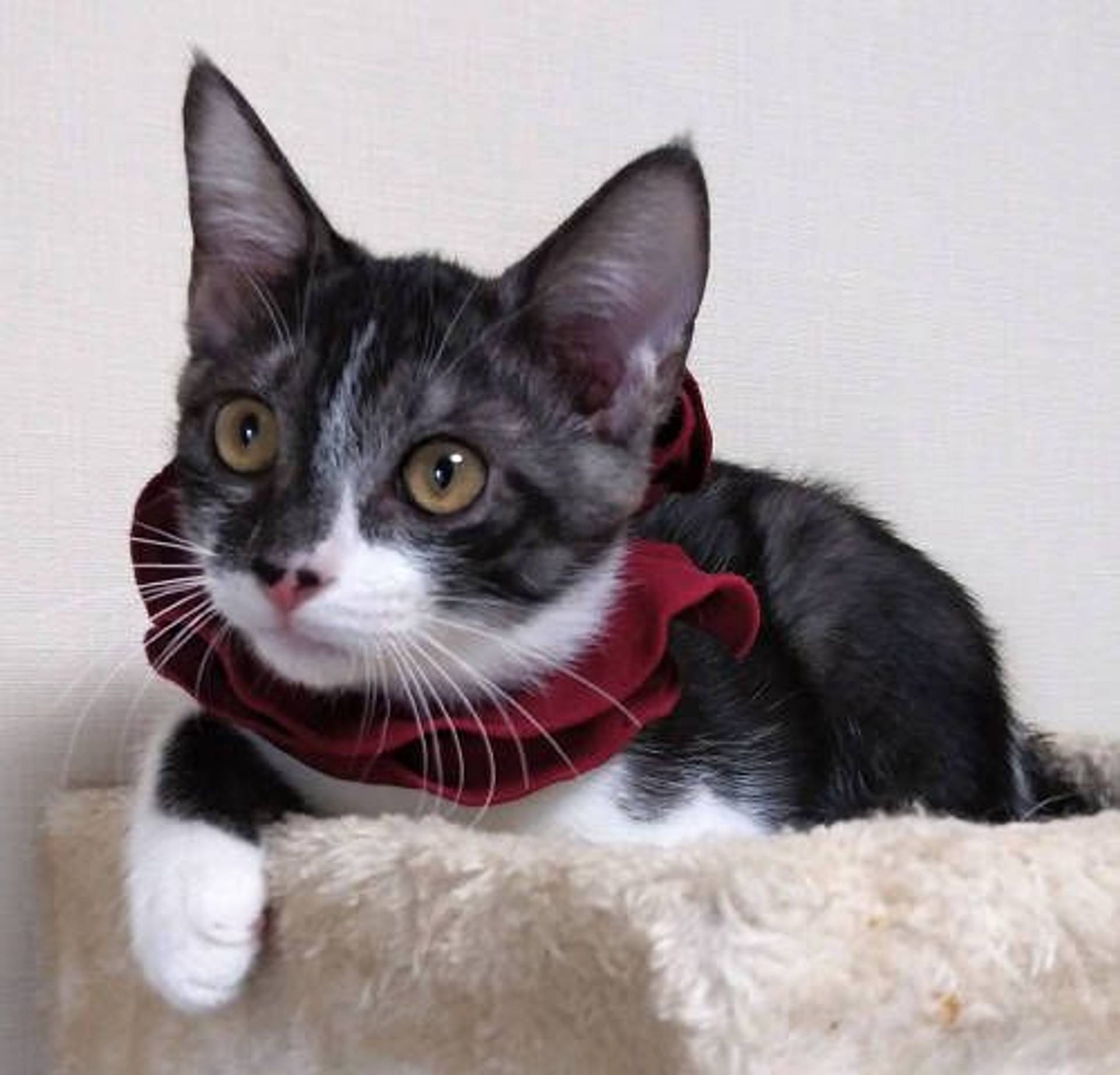 雑種（ミックス猫）・オスの里親募集の写真