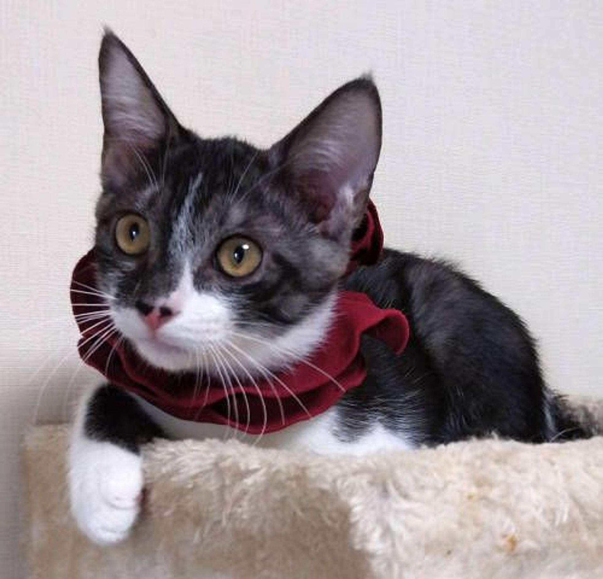 雑種（ミックス猫）・オスの里親募集の写真