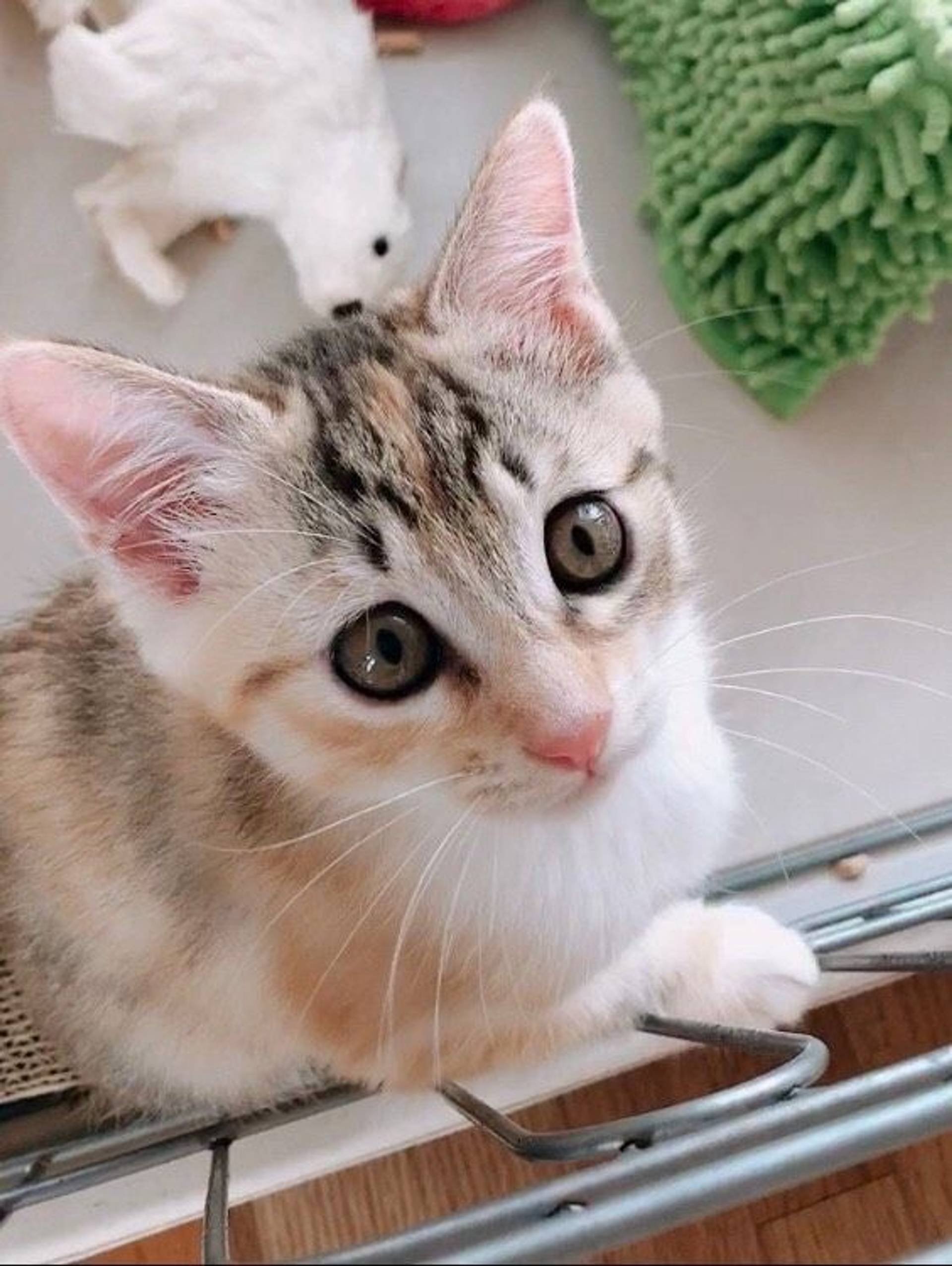 雑種（ミックス猫）・メスの里親募集の写真