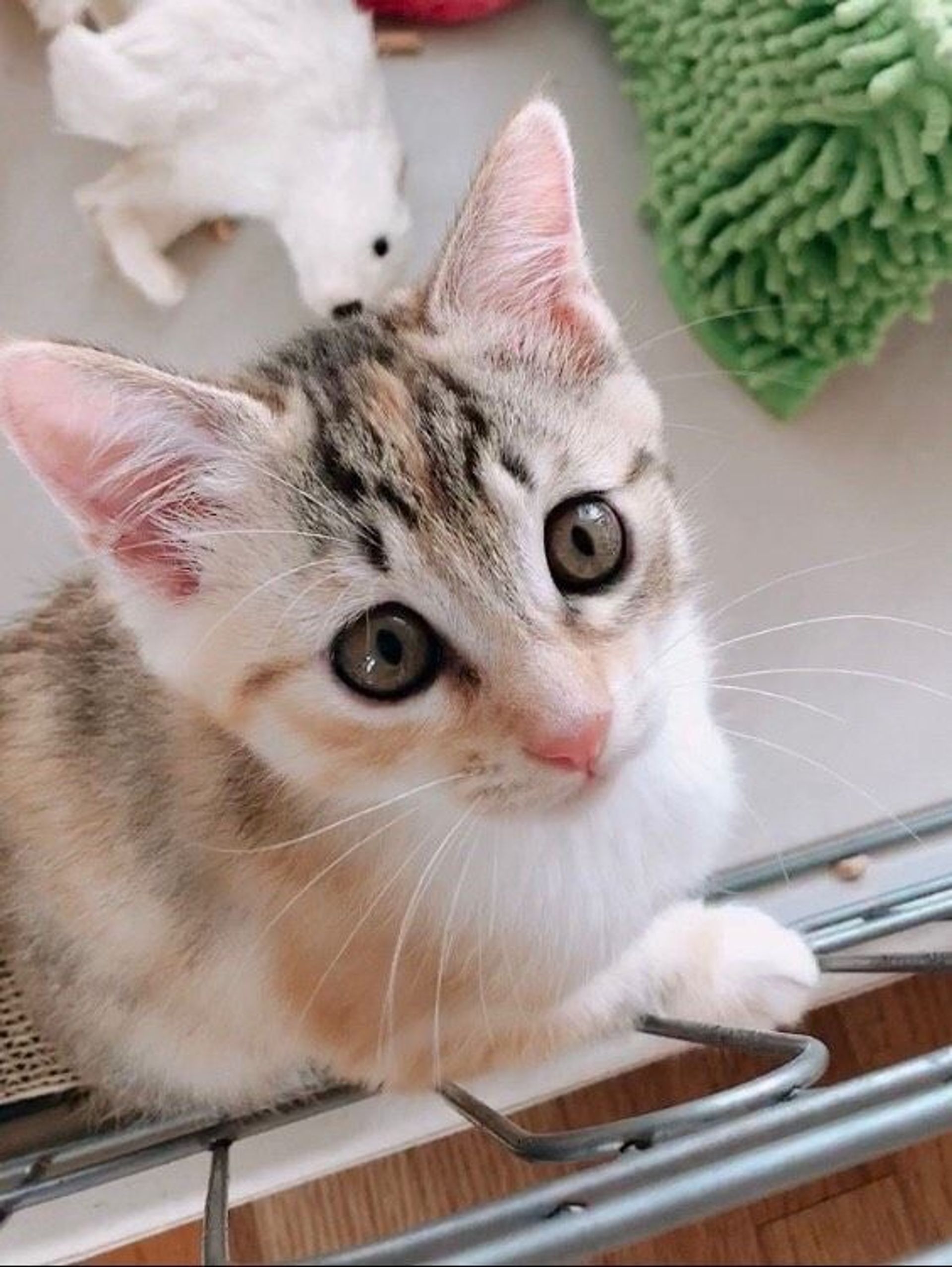 雑種（ミックス猫）・メスの里親募集の写真