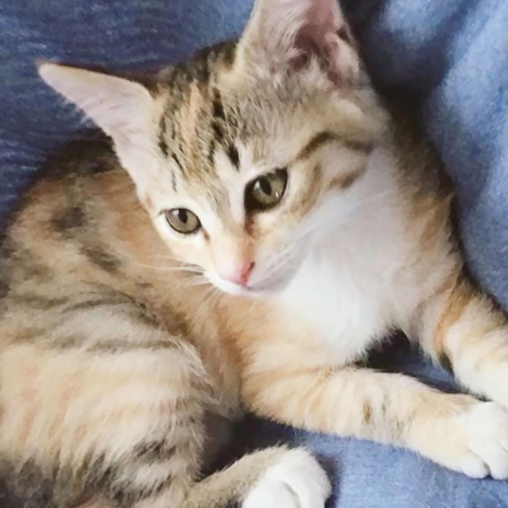 pet-image-3