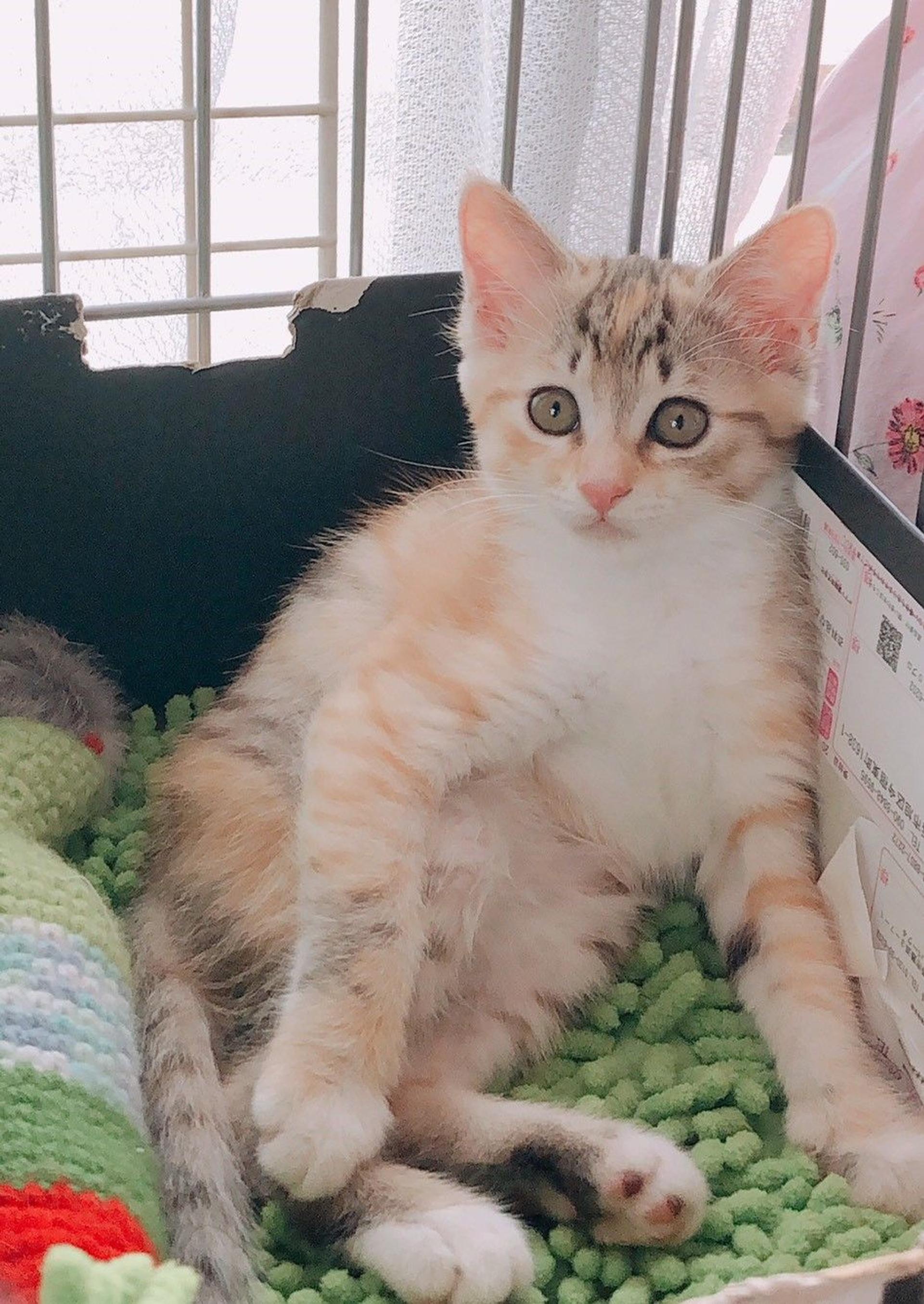 pet-image-6