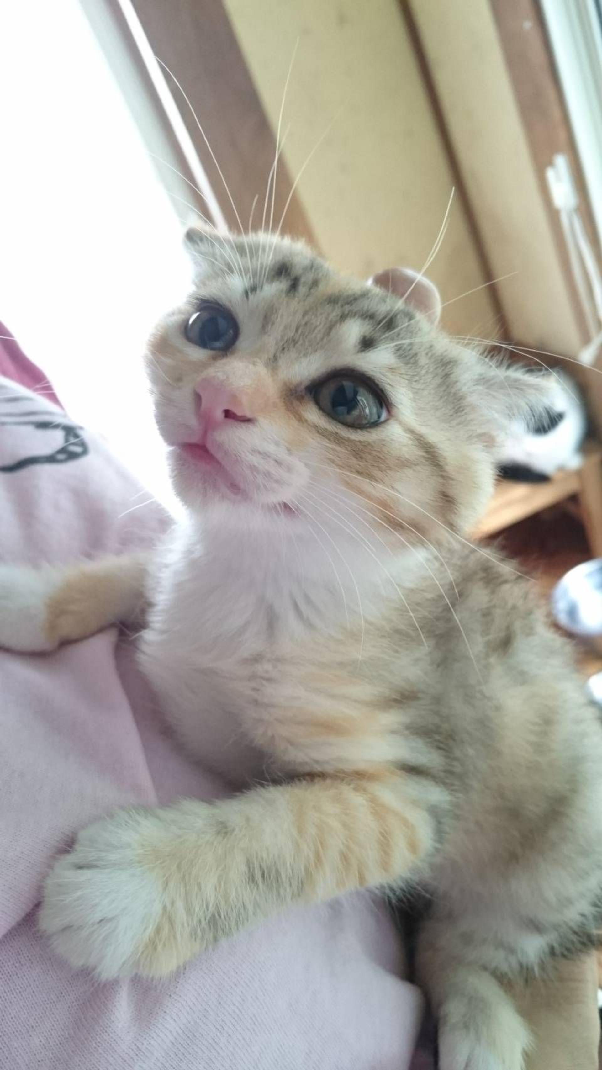 pet-image-4