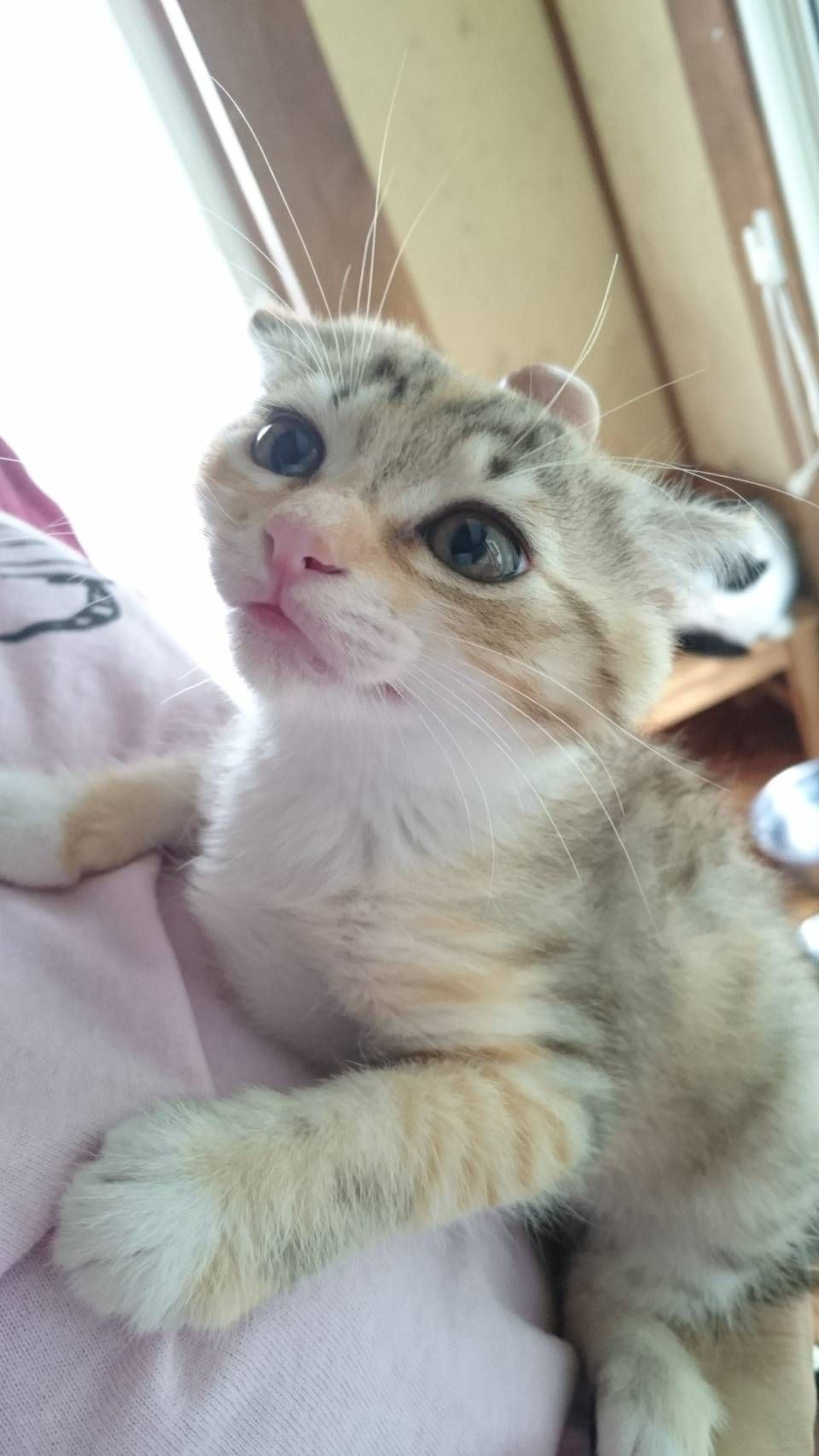 pet-image-4