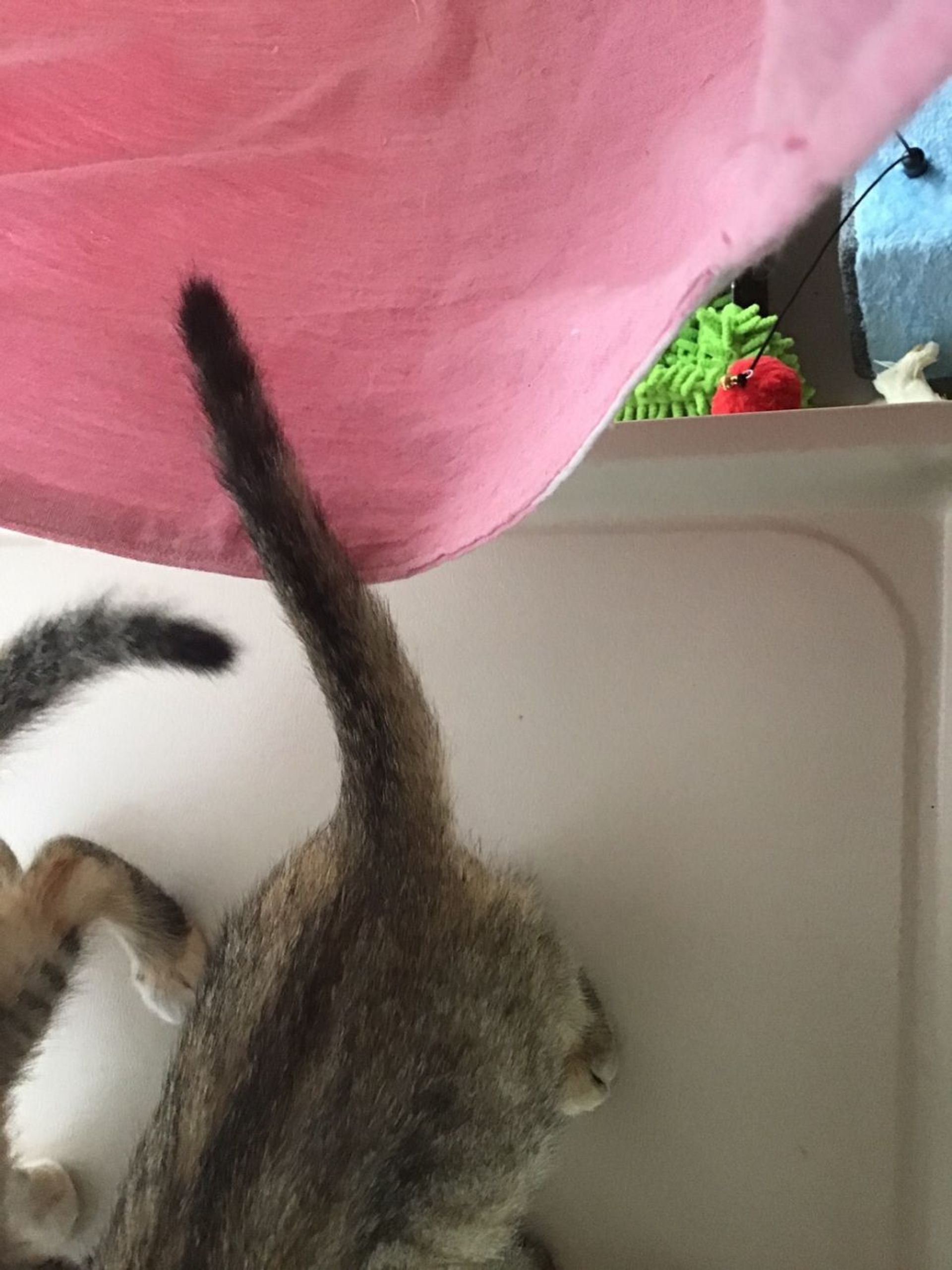 雑種（ミックス猫）・メスの里親募集の写真