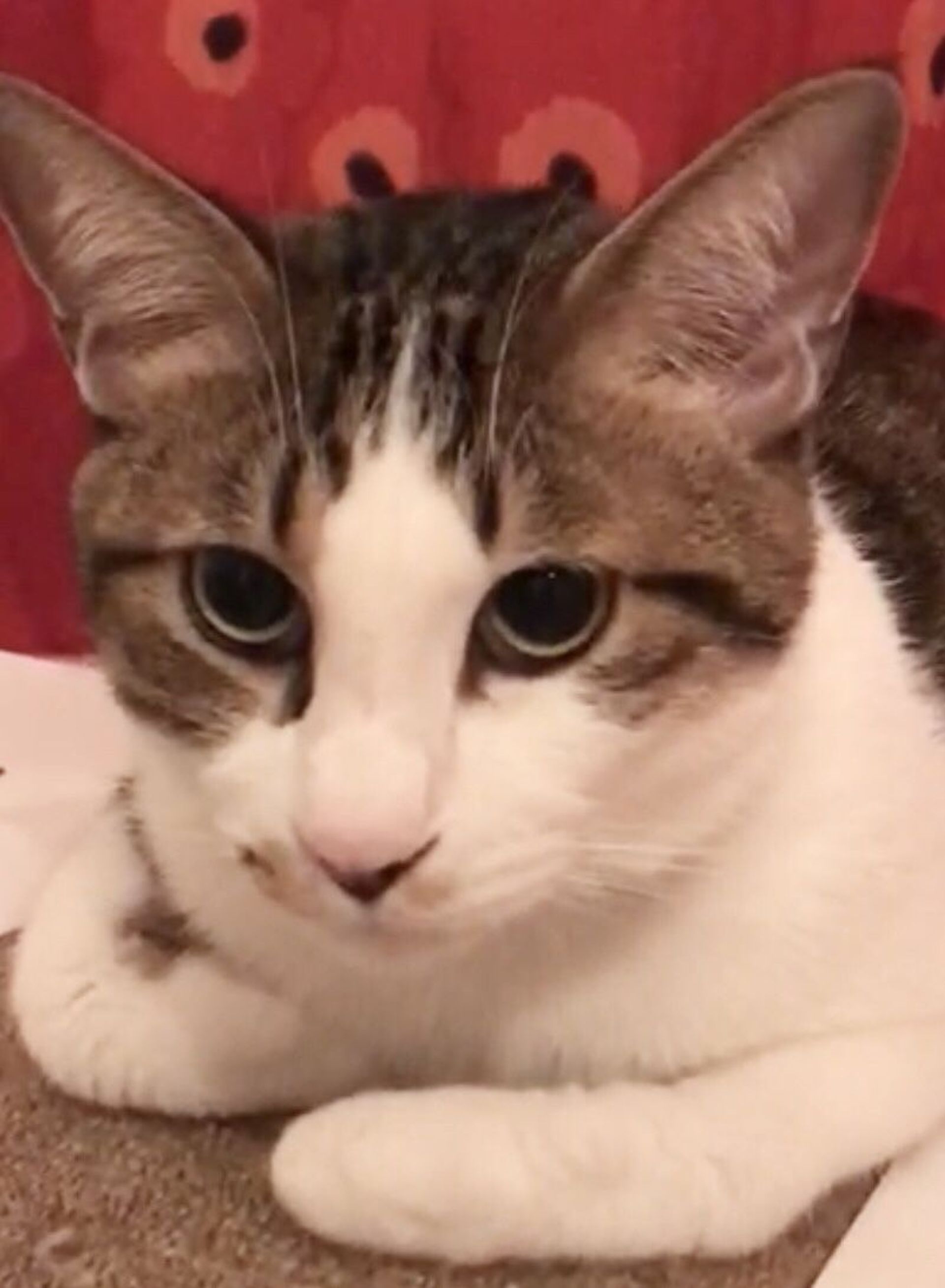 雑種（ミックス猫）・オスの里親募集の写真