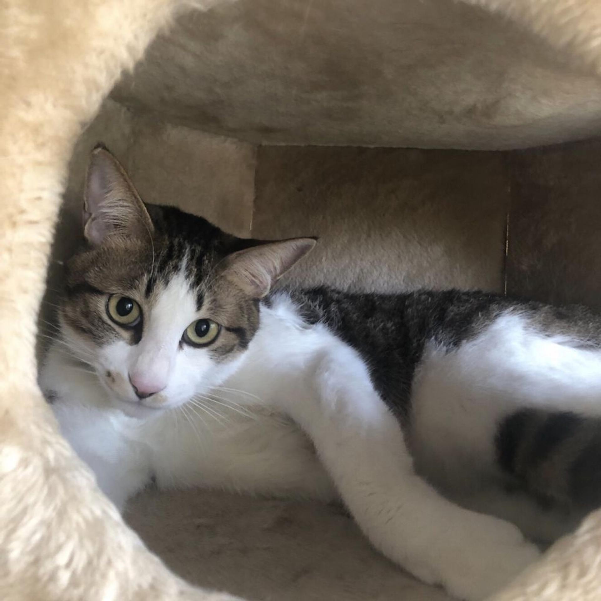 pet-image-5