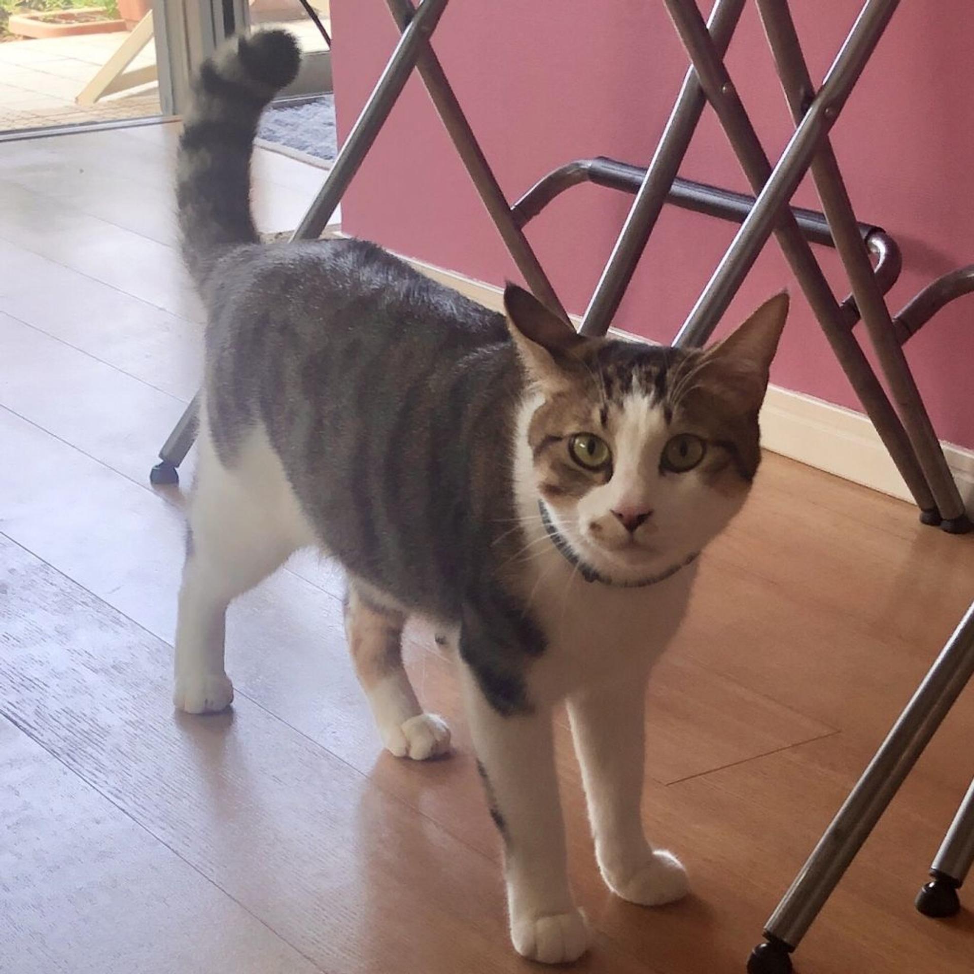 pet-image-8