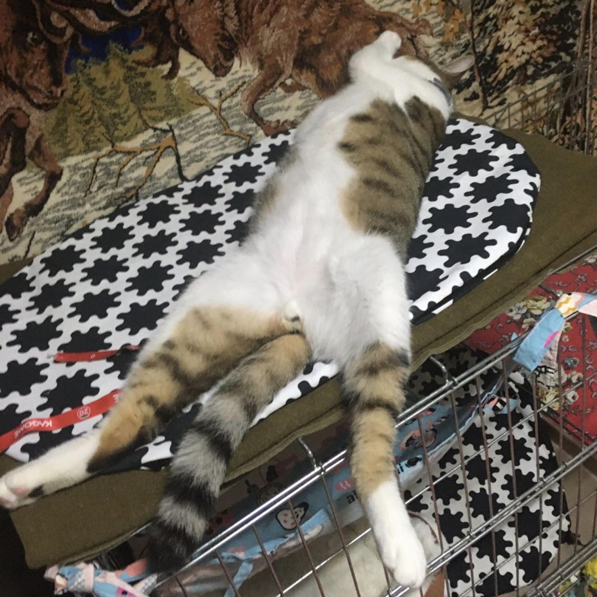 pet-image-2