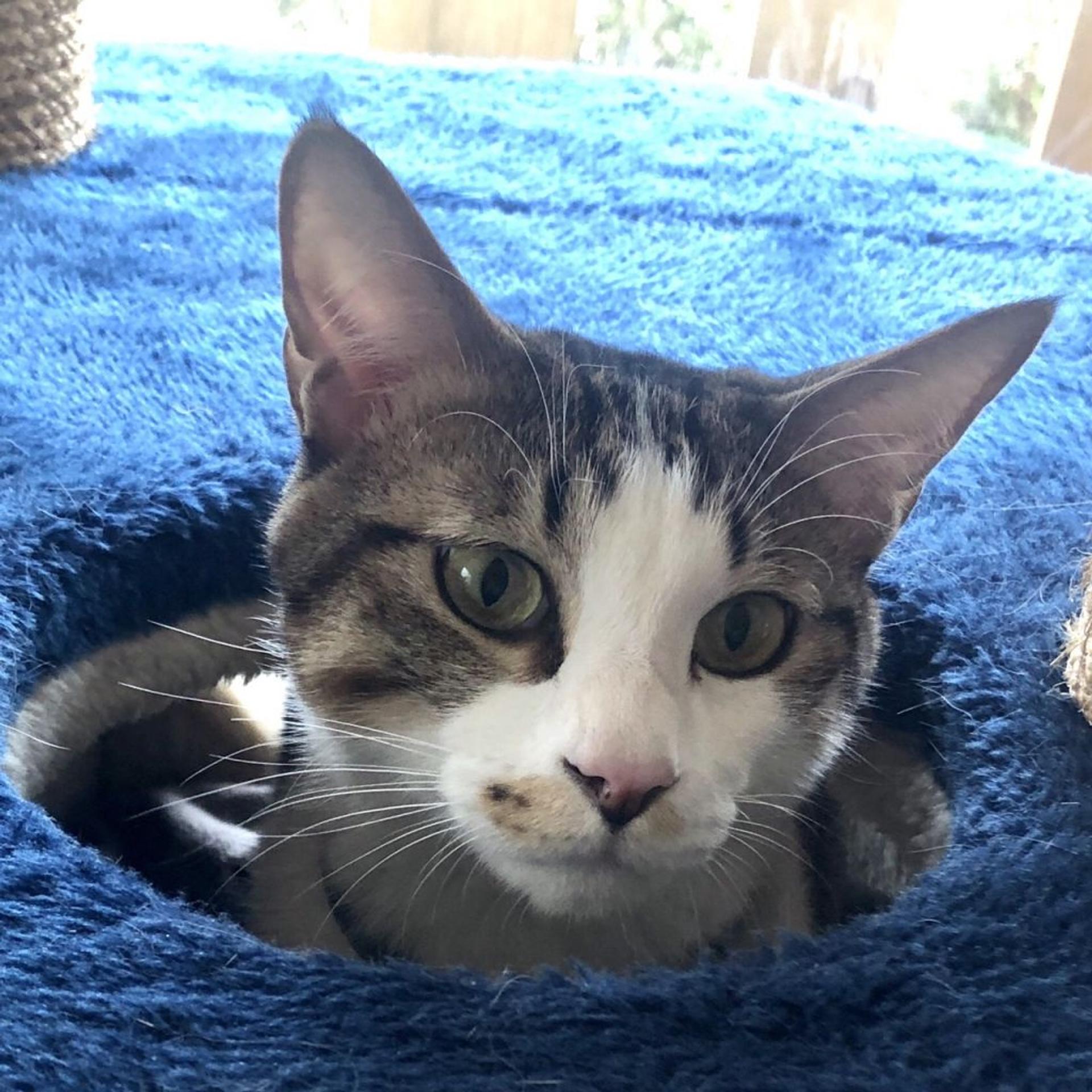pet-image-3