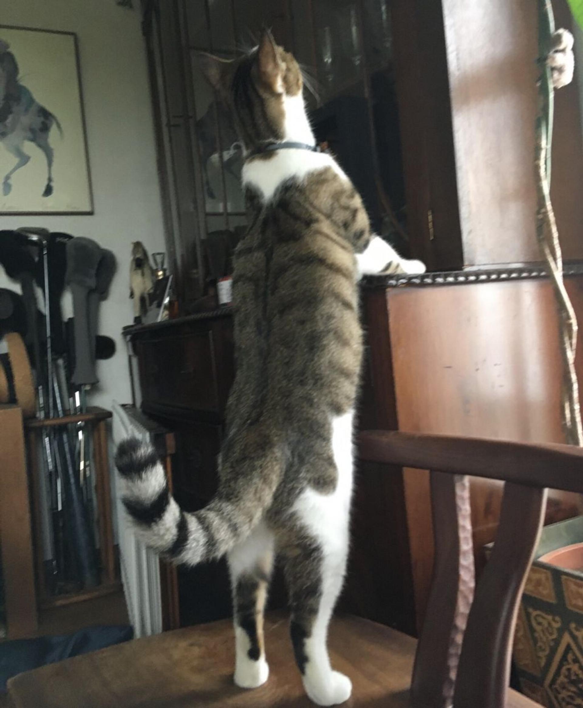 pet-image-6