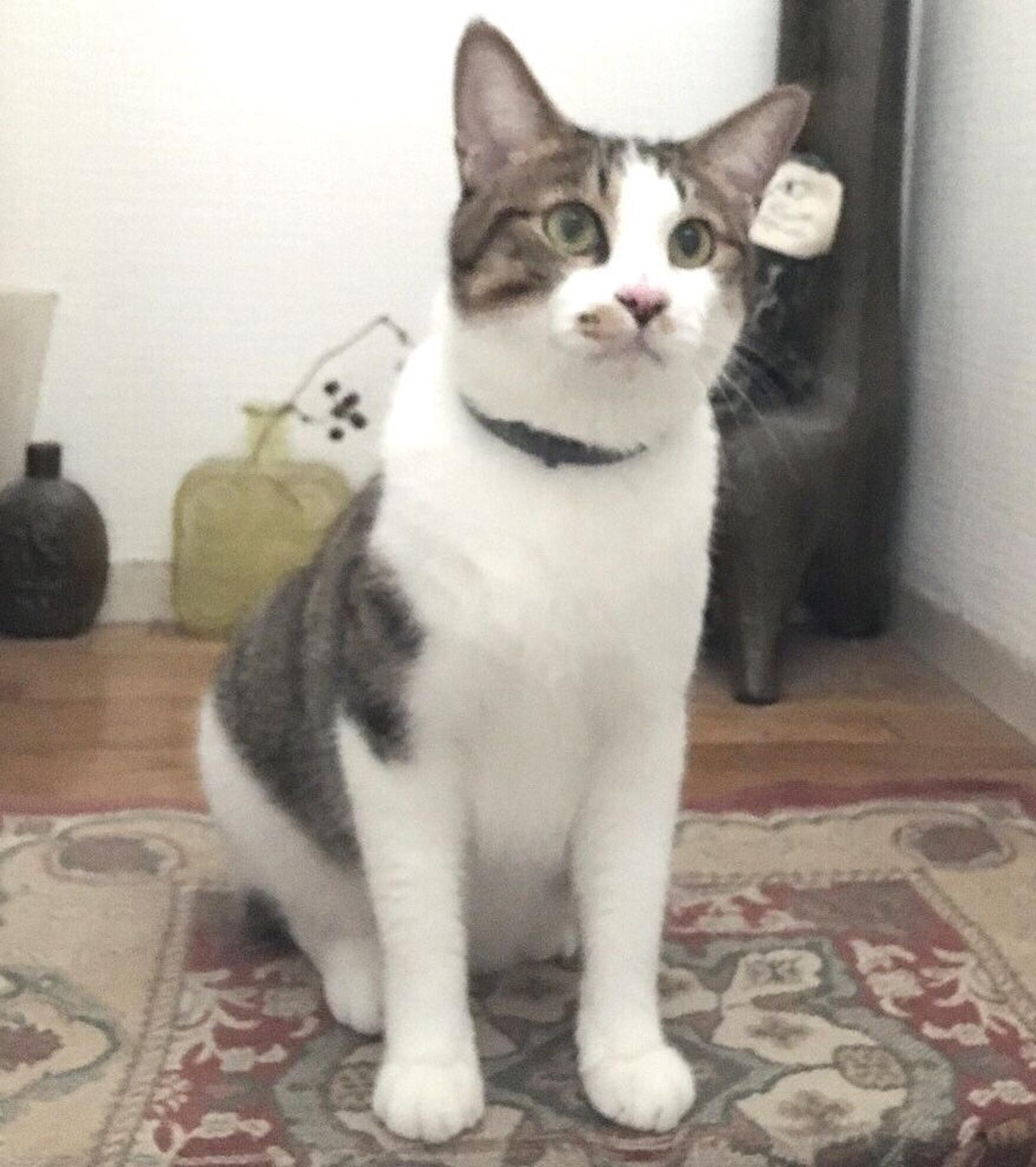 pet-image-4