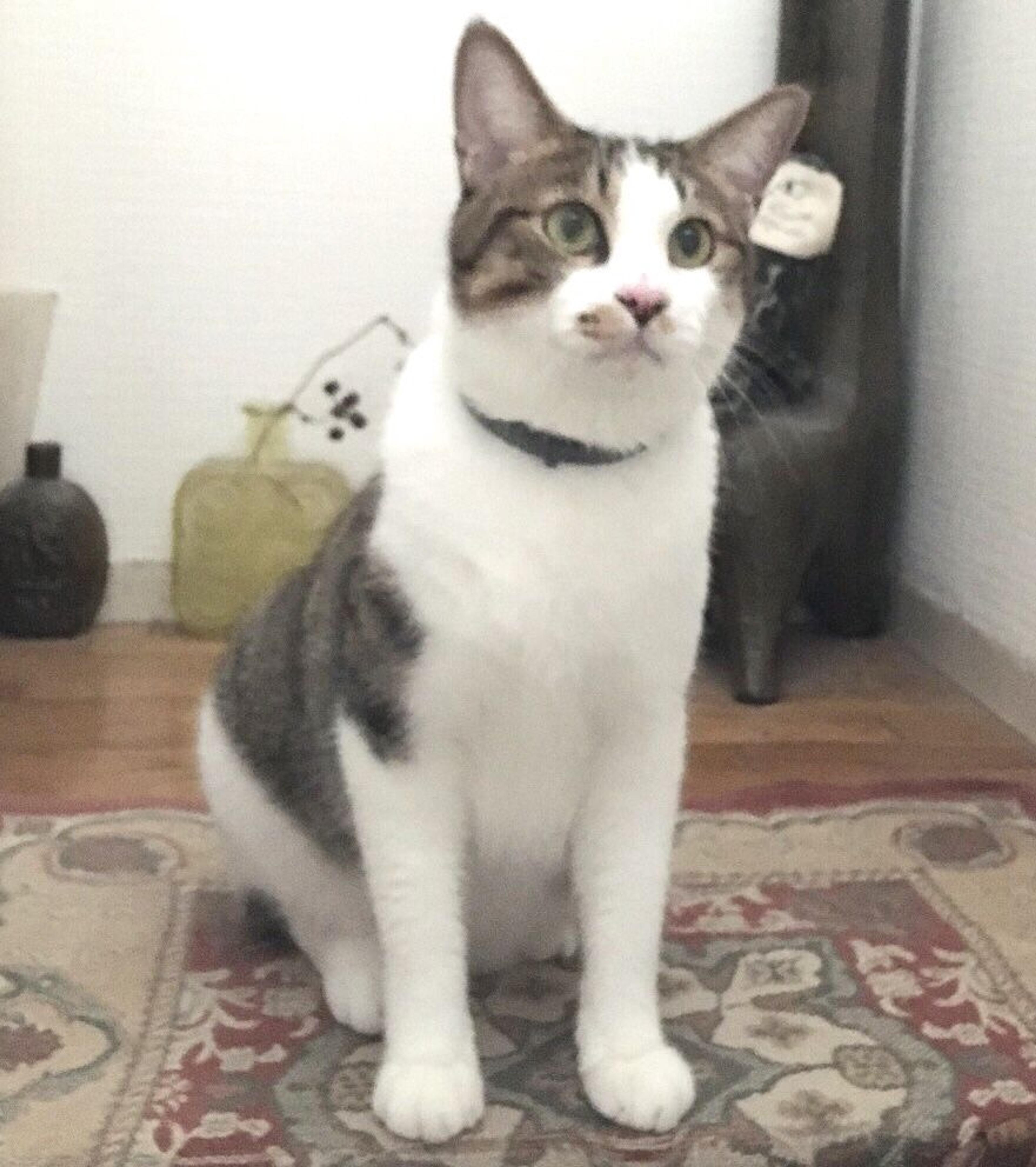 pet-image-4