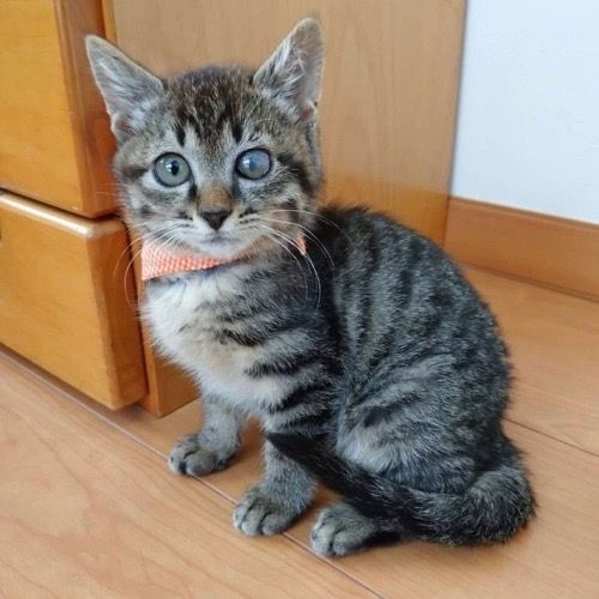 雑種（ミックス猫）・オスの里親募集の写真