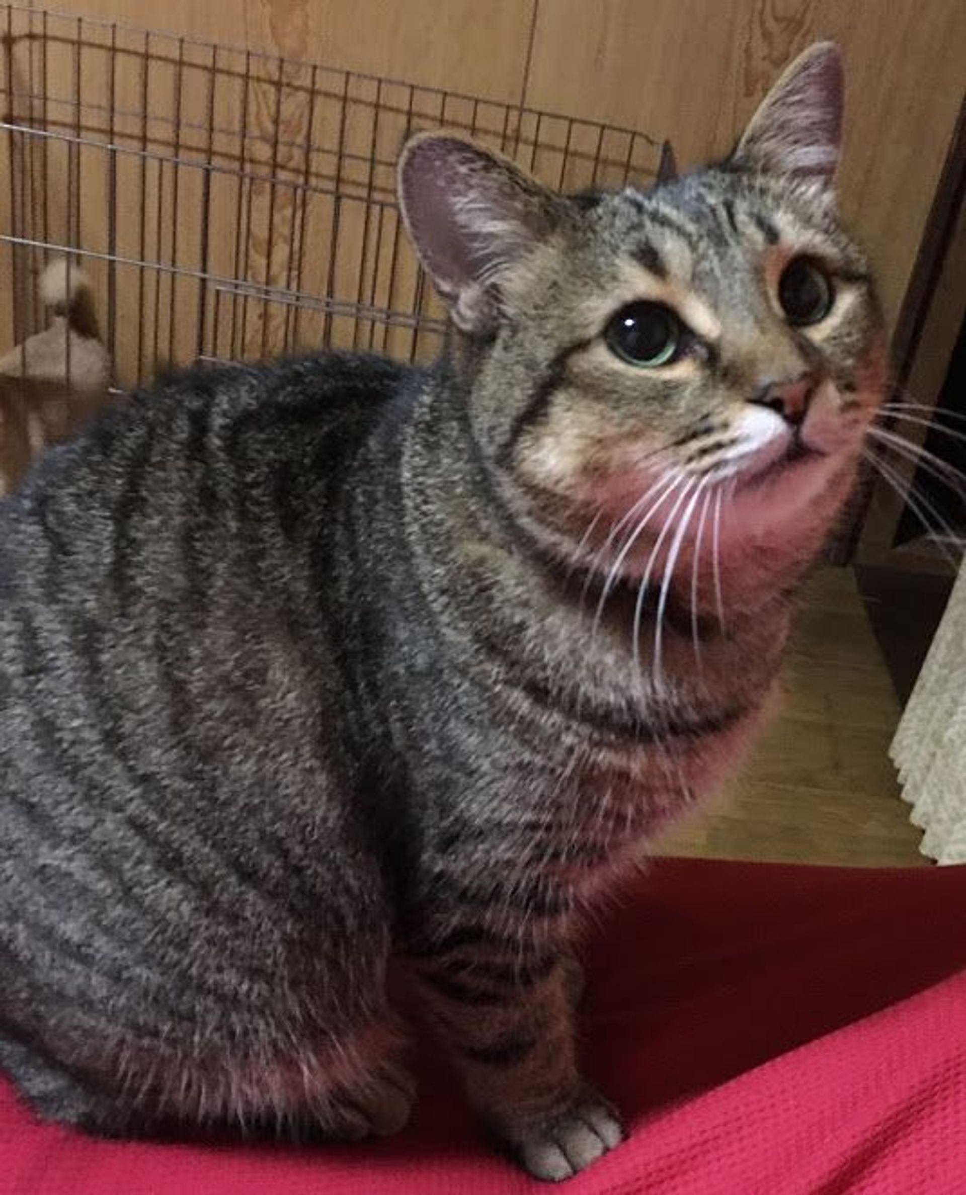 雑種（ミックス猫）・メスの里親募集の写真