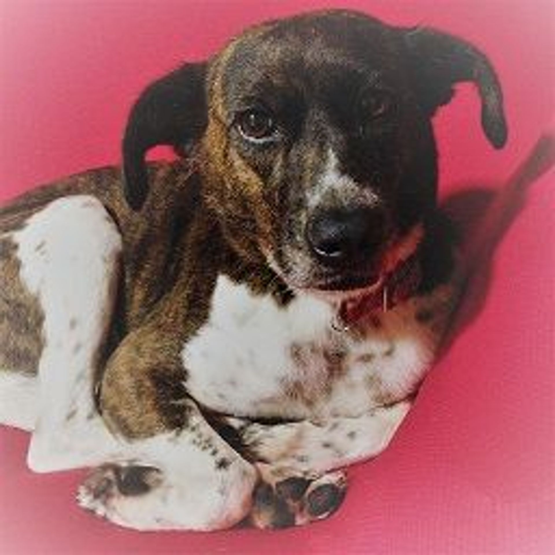 雑種（ミックス犬）・メスの里親募集の写真