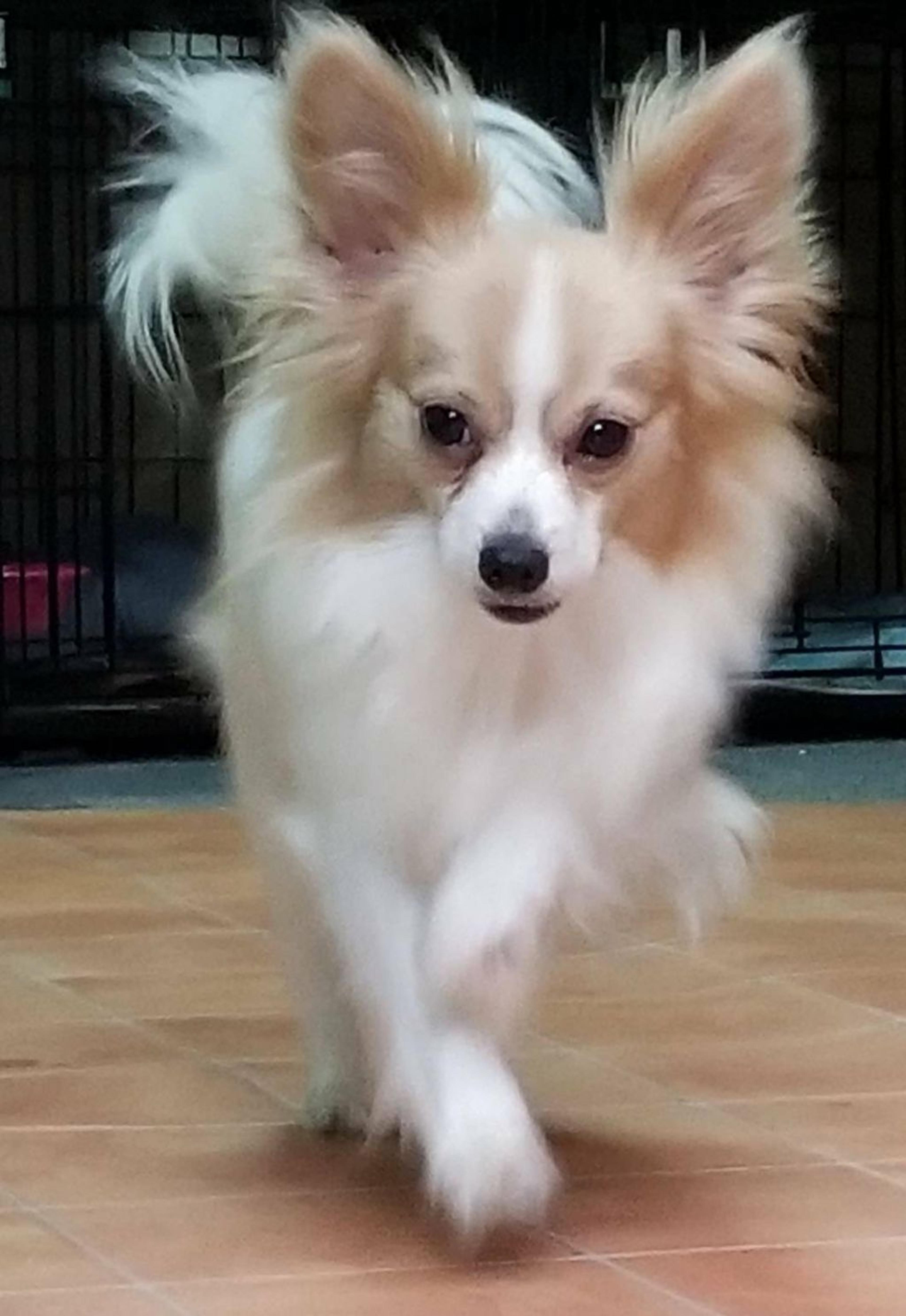 pet-image-2
