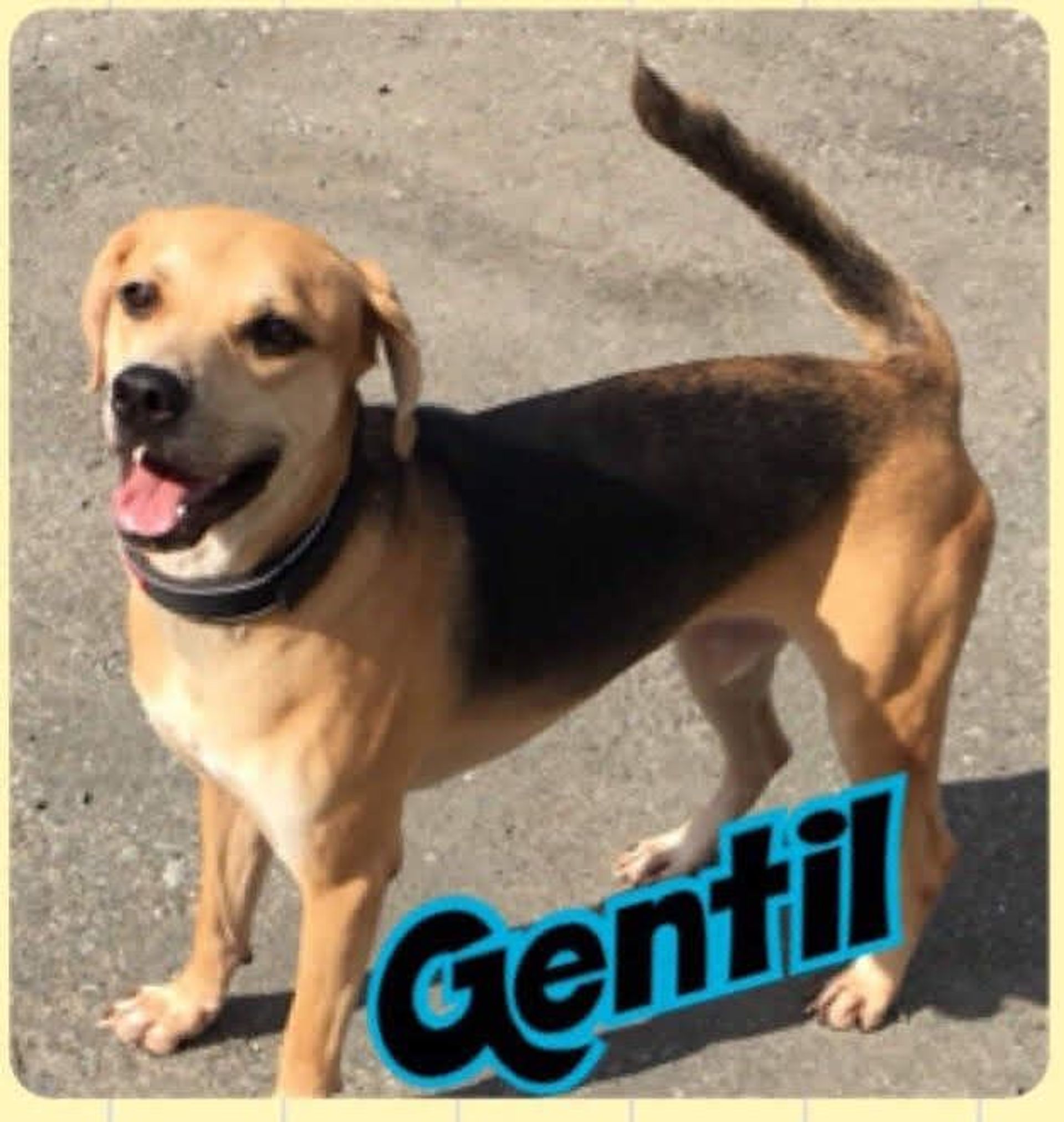 雑種（ミックス犬）・オスの里親募集の写真