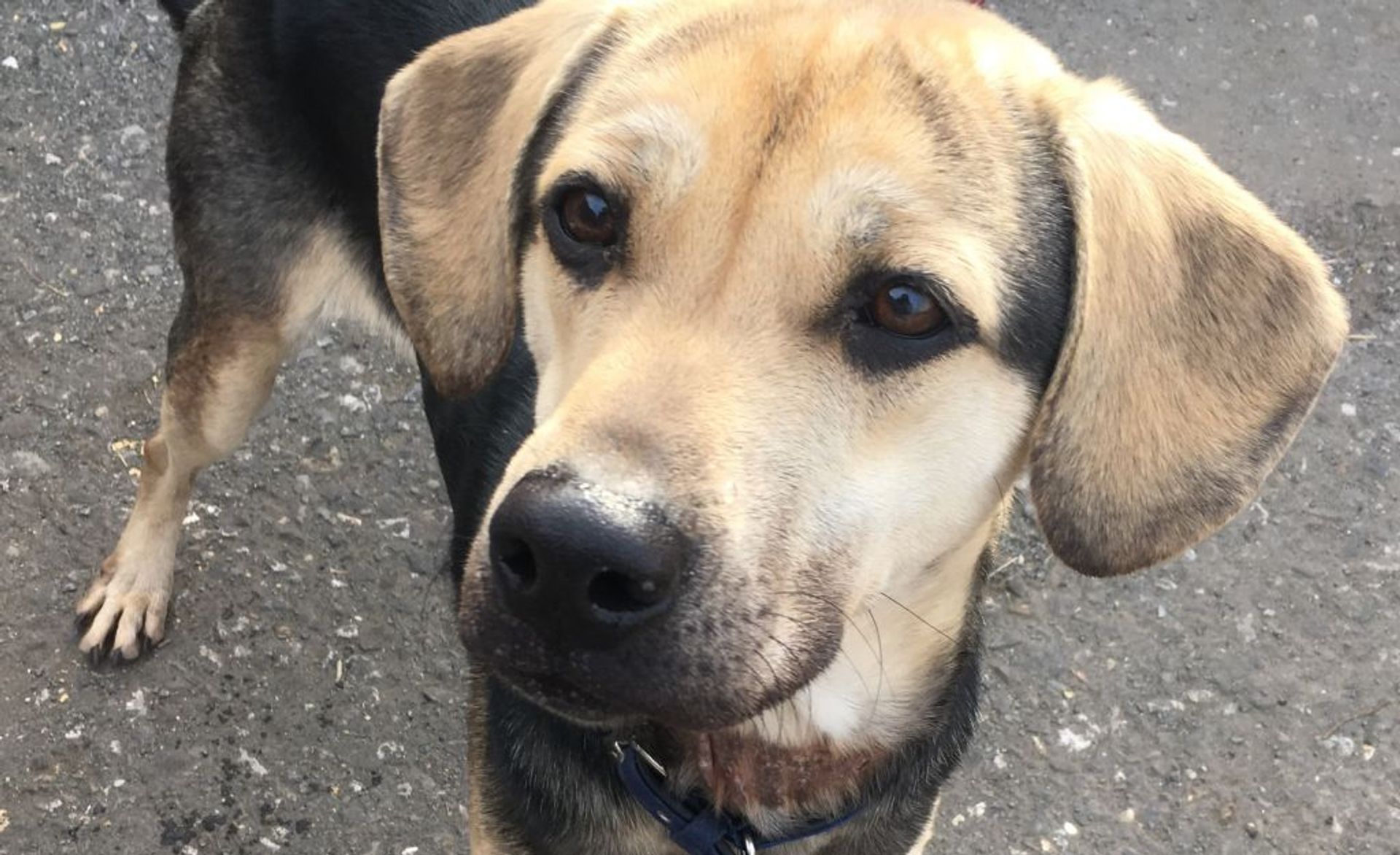雑種（ミックス犬）・オスの里親募集の写真