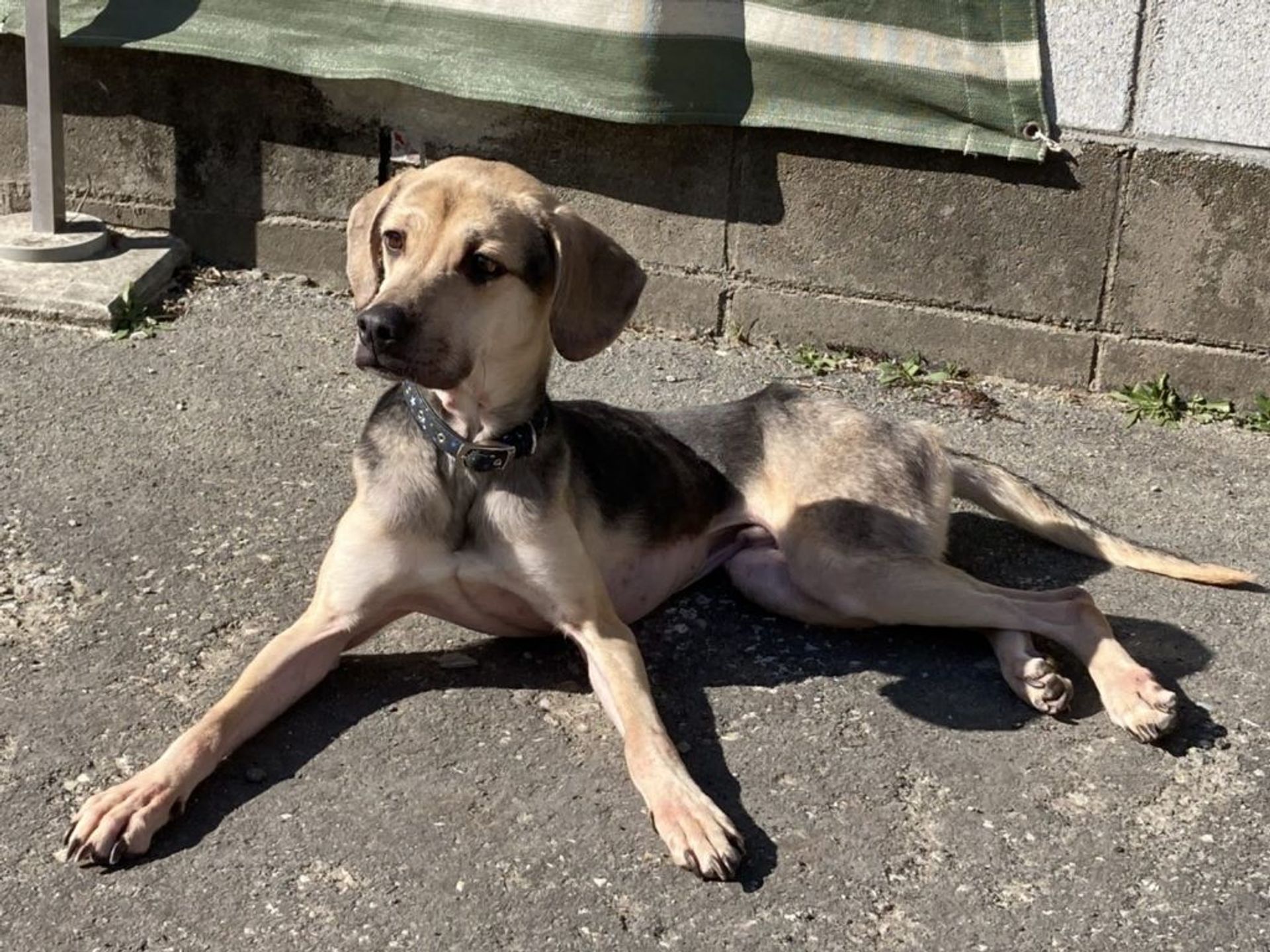 雑種（ミックス犬）・オスの里親募集の写真