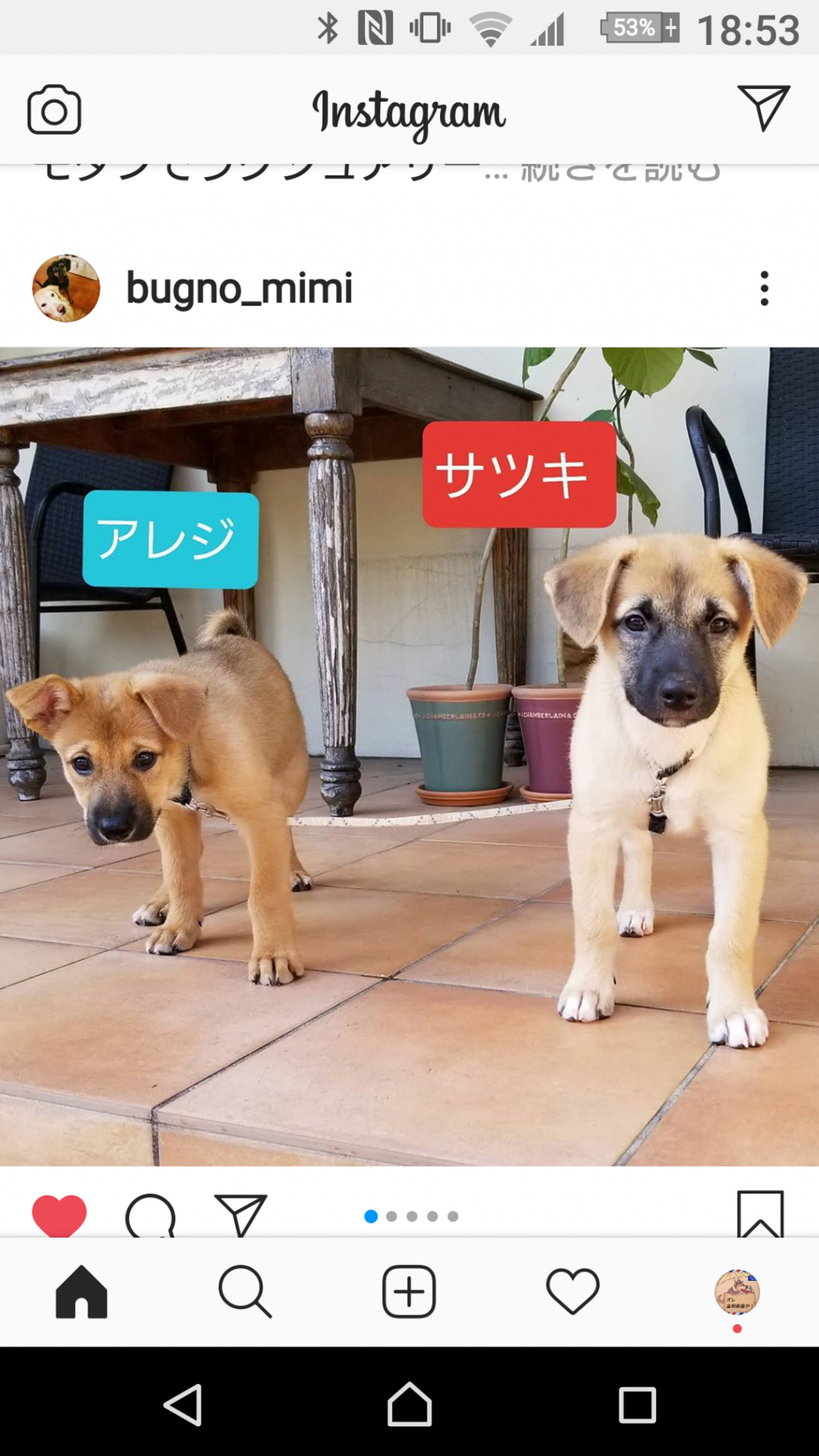 雑種（ミックス犬）・メスの里親募集の写真
