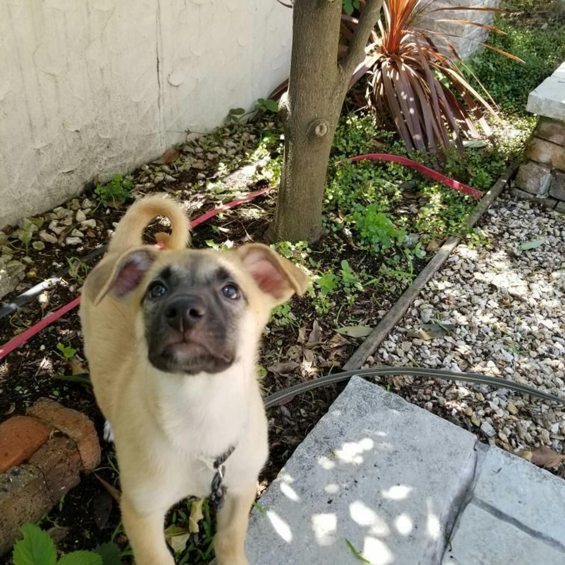 pet-image-3