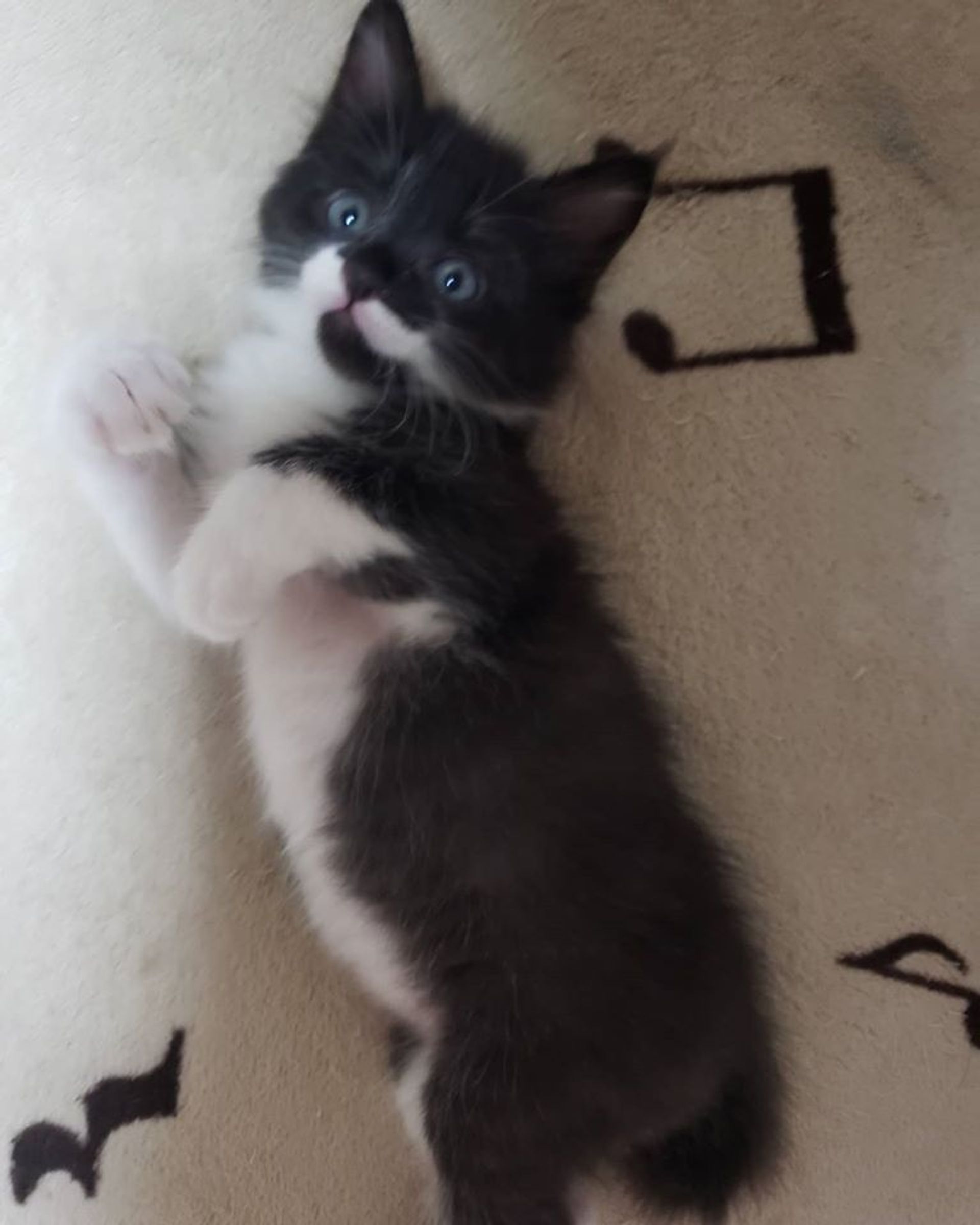 雑種（ミックス猫）・オスの里親募集の写真