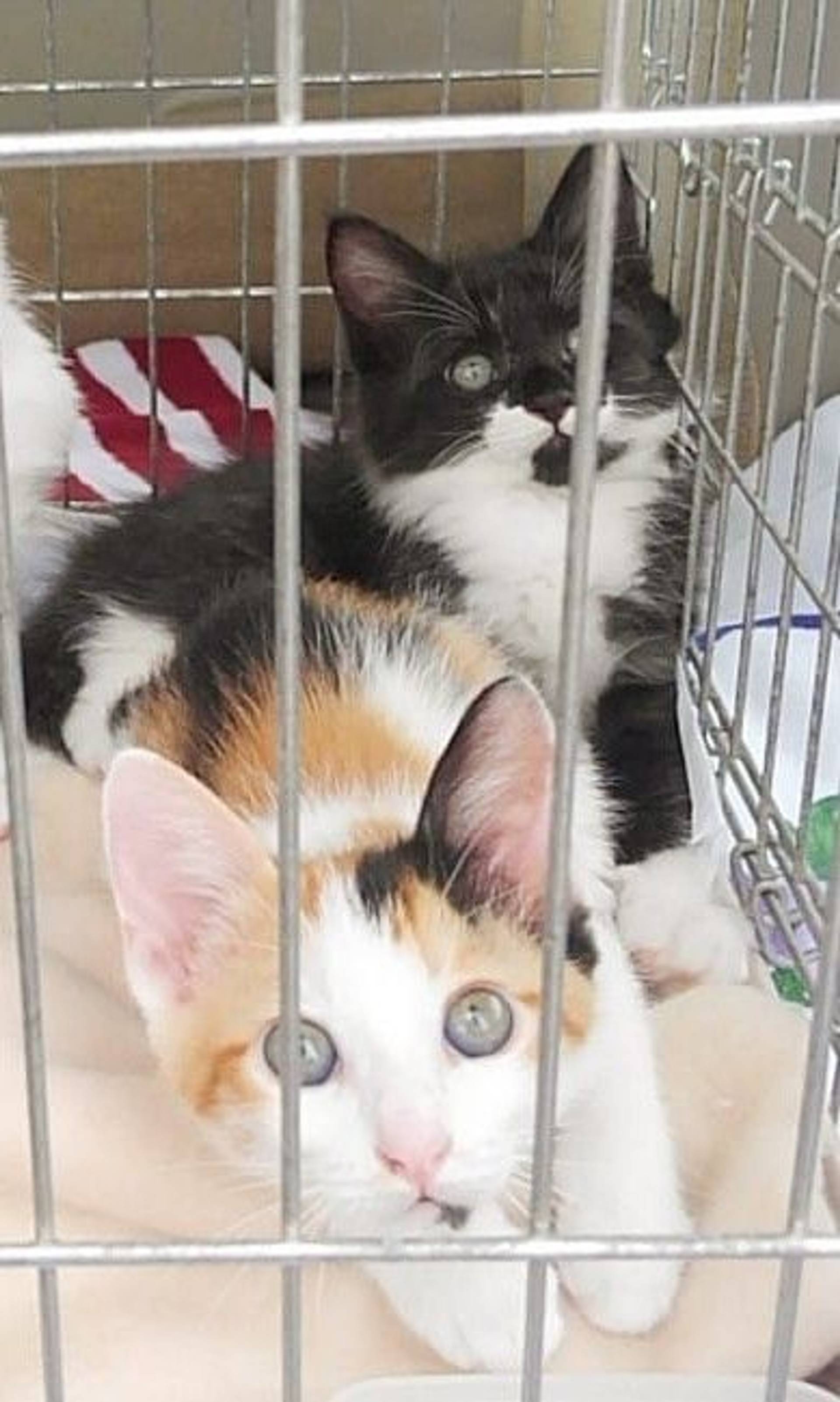 雑種（ミックス猫）・メスの里親募集の写真