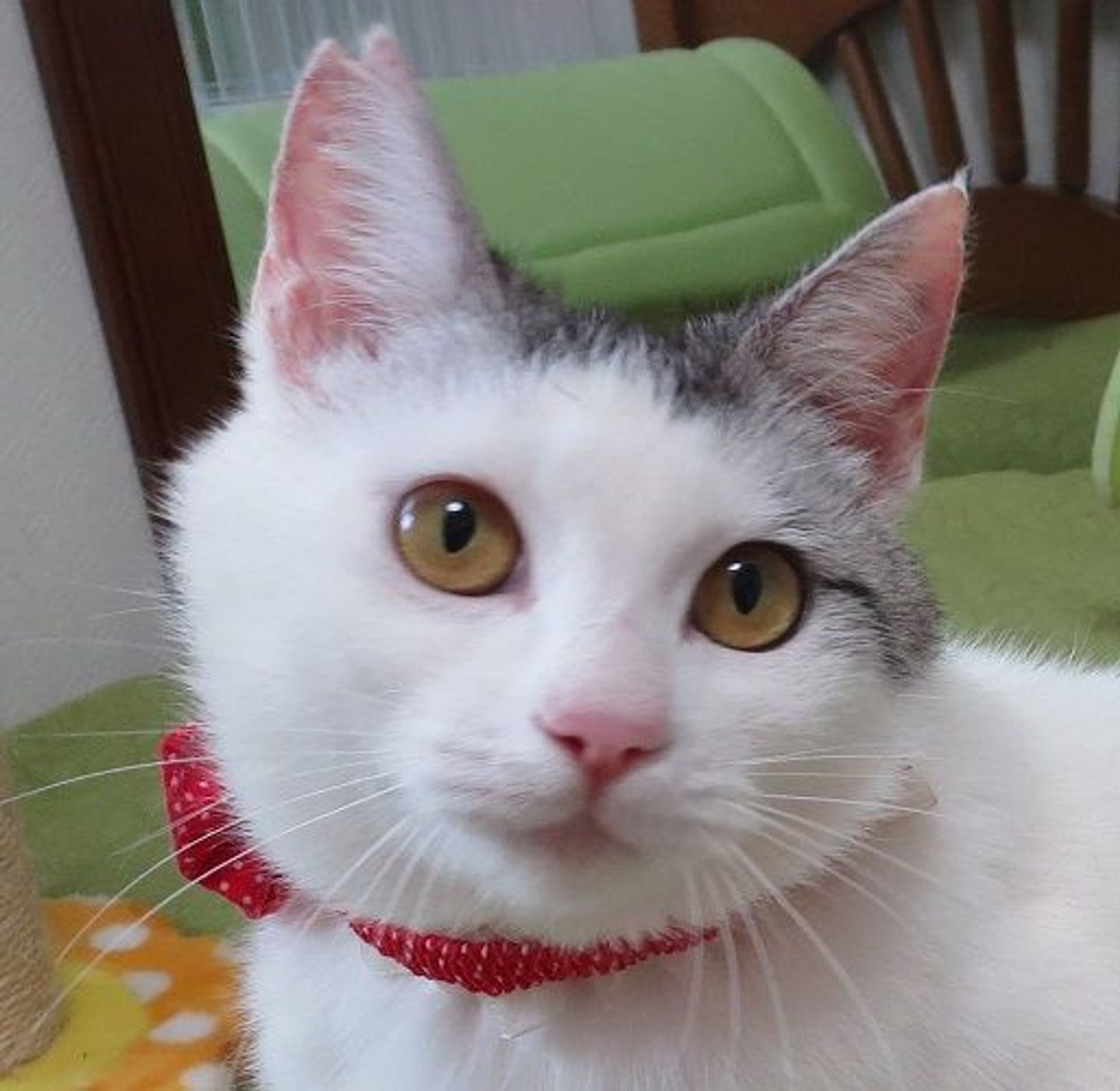 雑種（ミックス猫）・メスの里親募集の写真