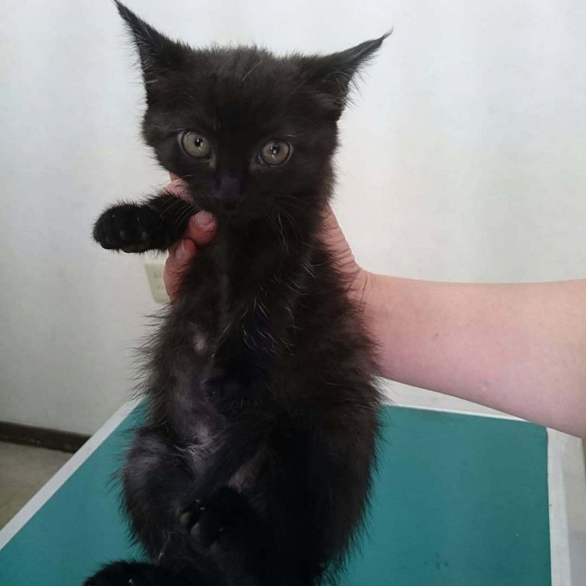 雑種（ミックス猫）・メスの里親募集の写真