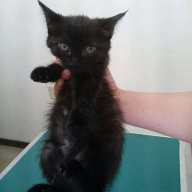 ちびくろの写真