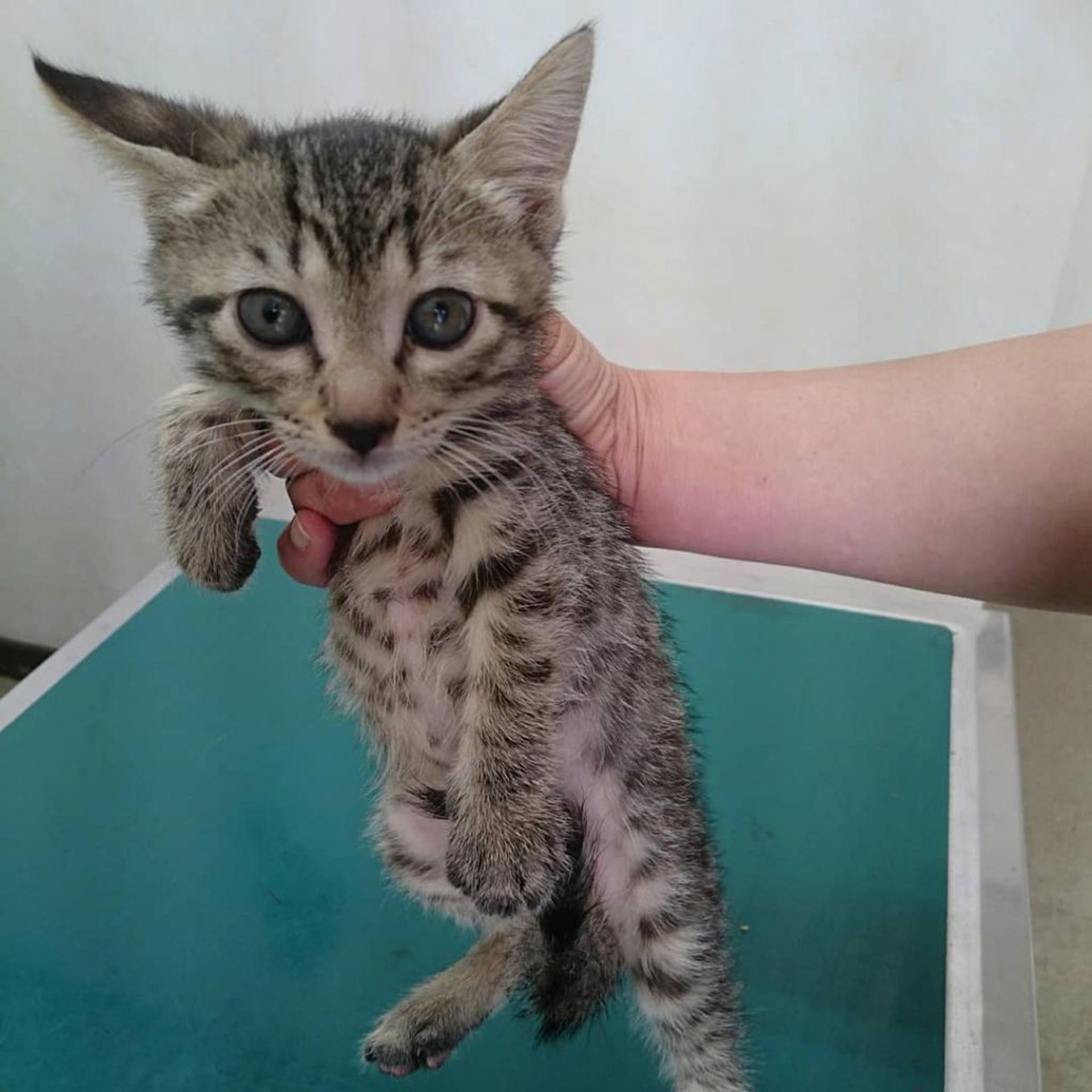 pet-image-2