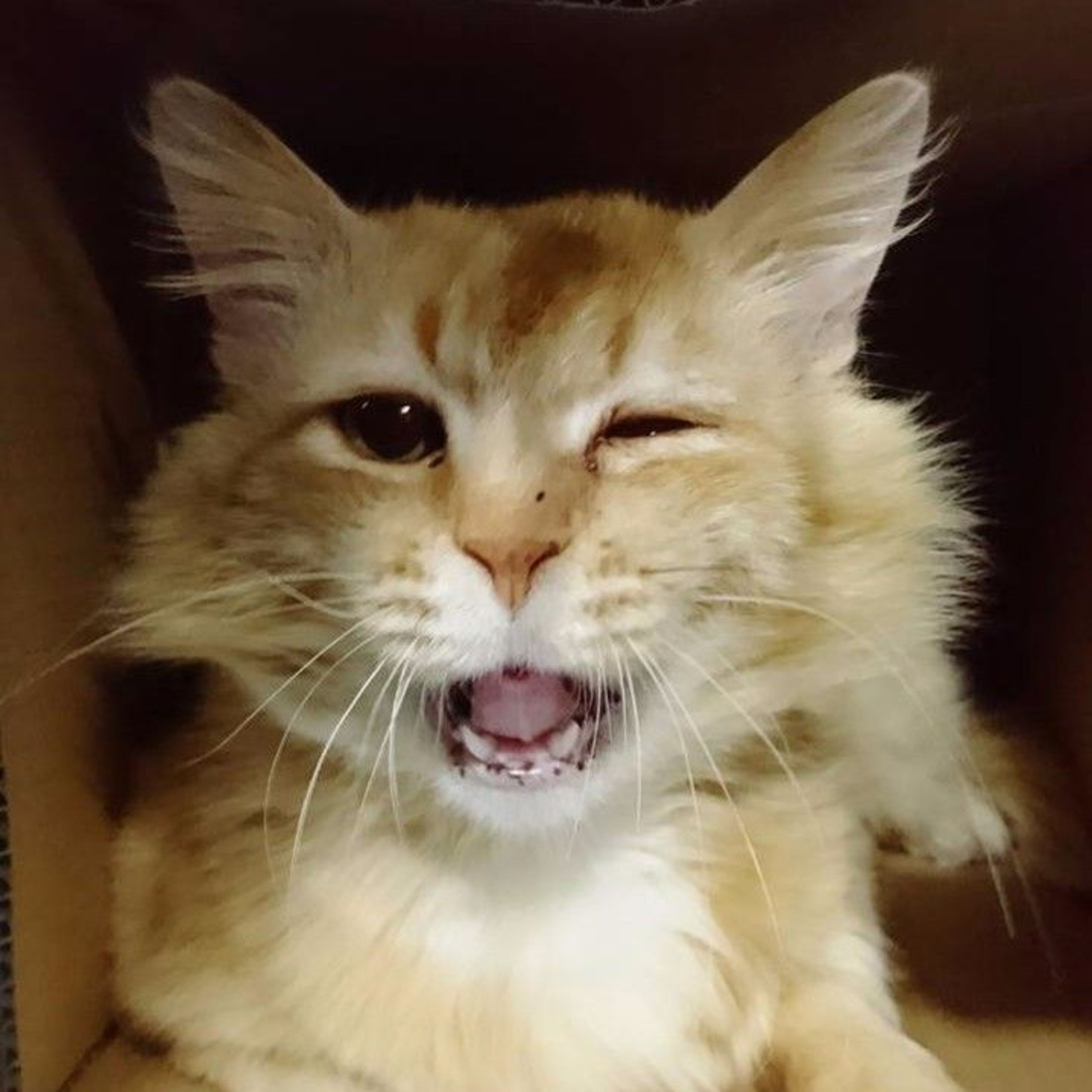雑種（ミックス猫）・オスの里親募集の写真