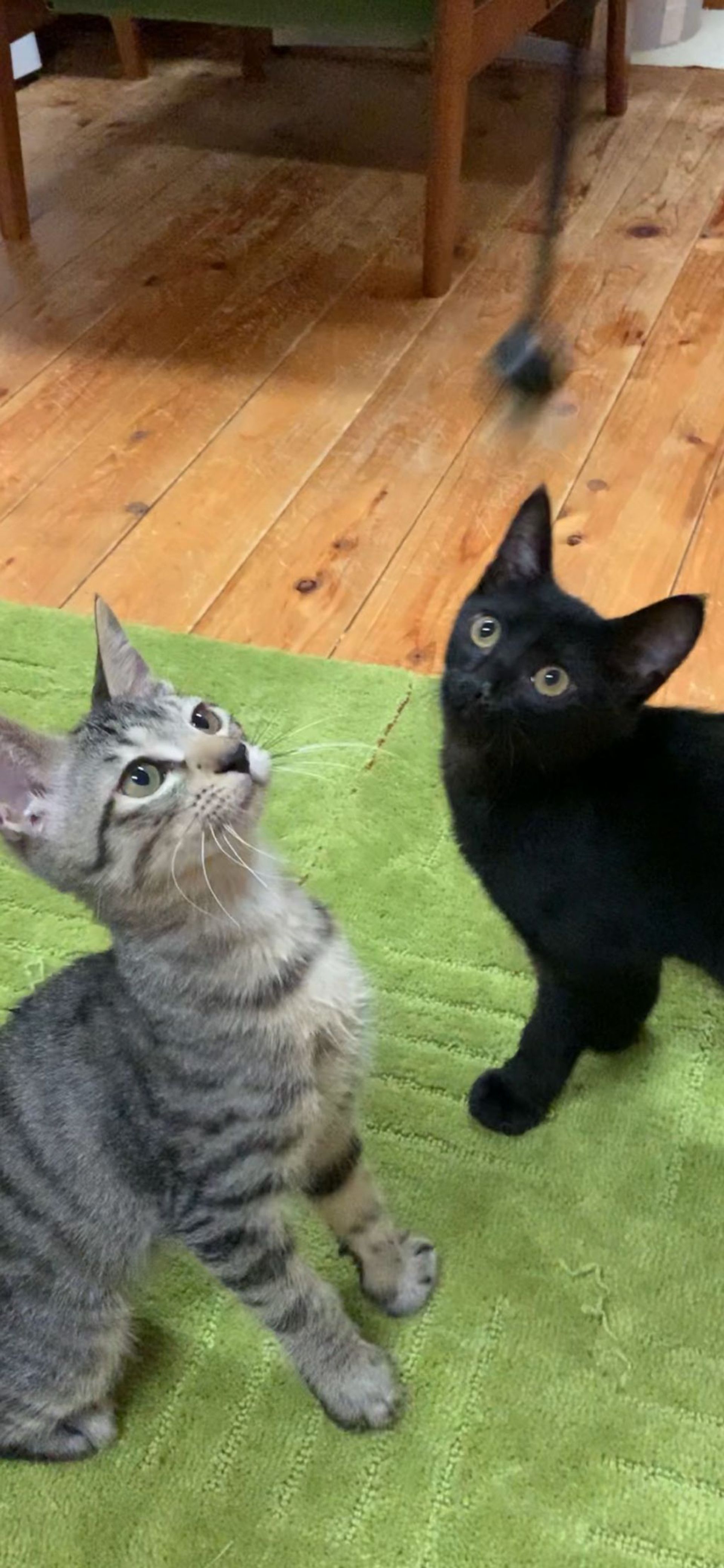 雑種（ミックス猫）・オスの里親募集の写真