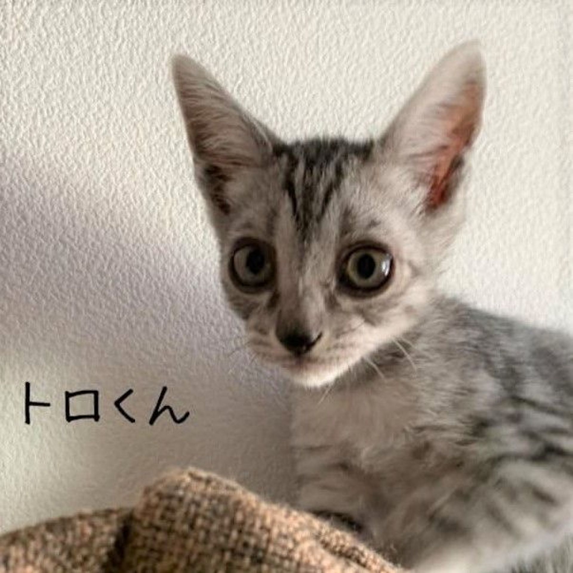 雑種（ミックス猫）・オスの里親募集の写真