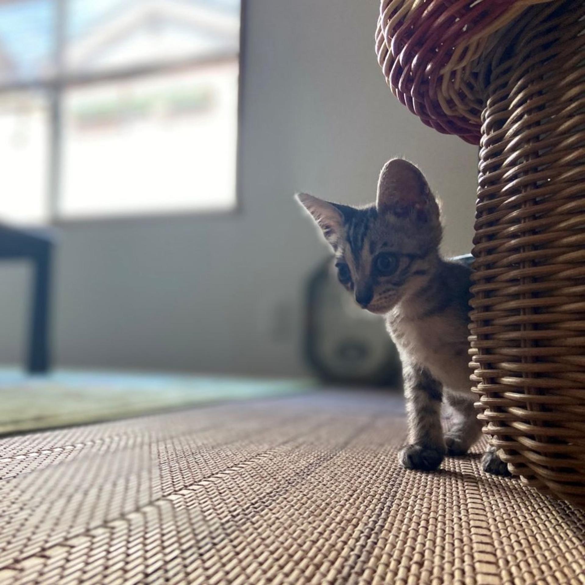 pet-image-2