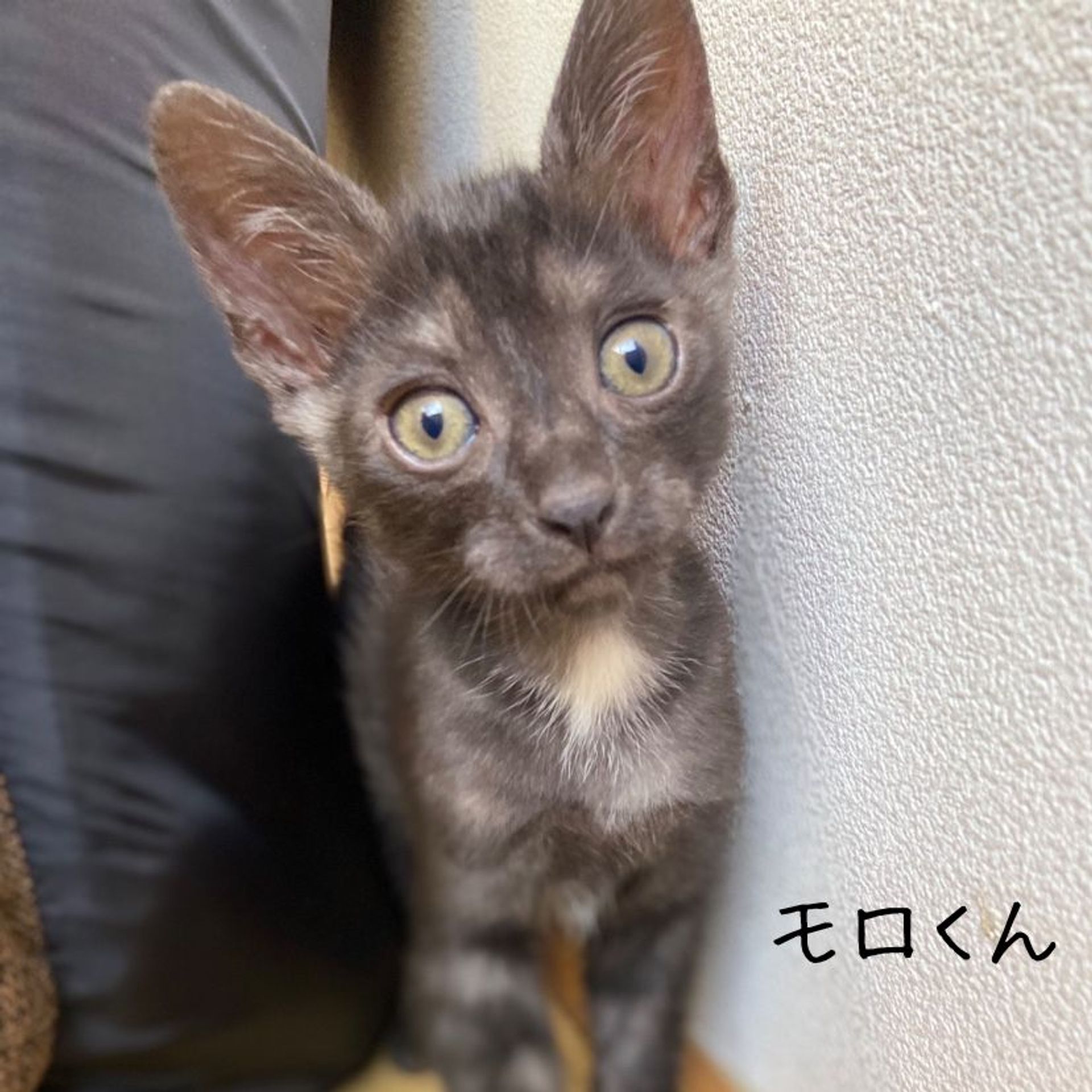雑種（ミックス猫）・オスの里親募集の写真