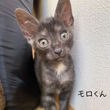 モロの写真