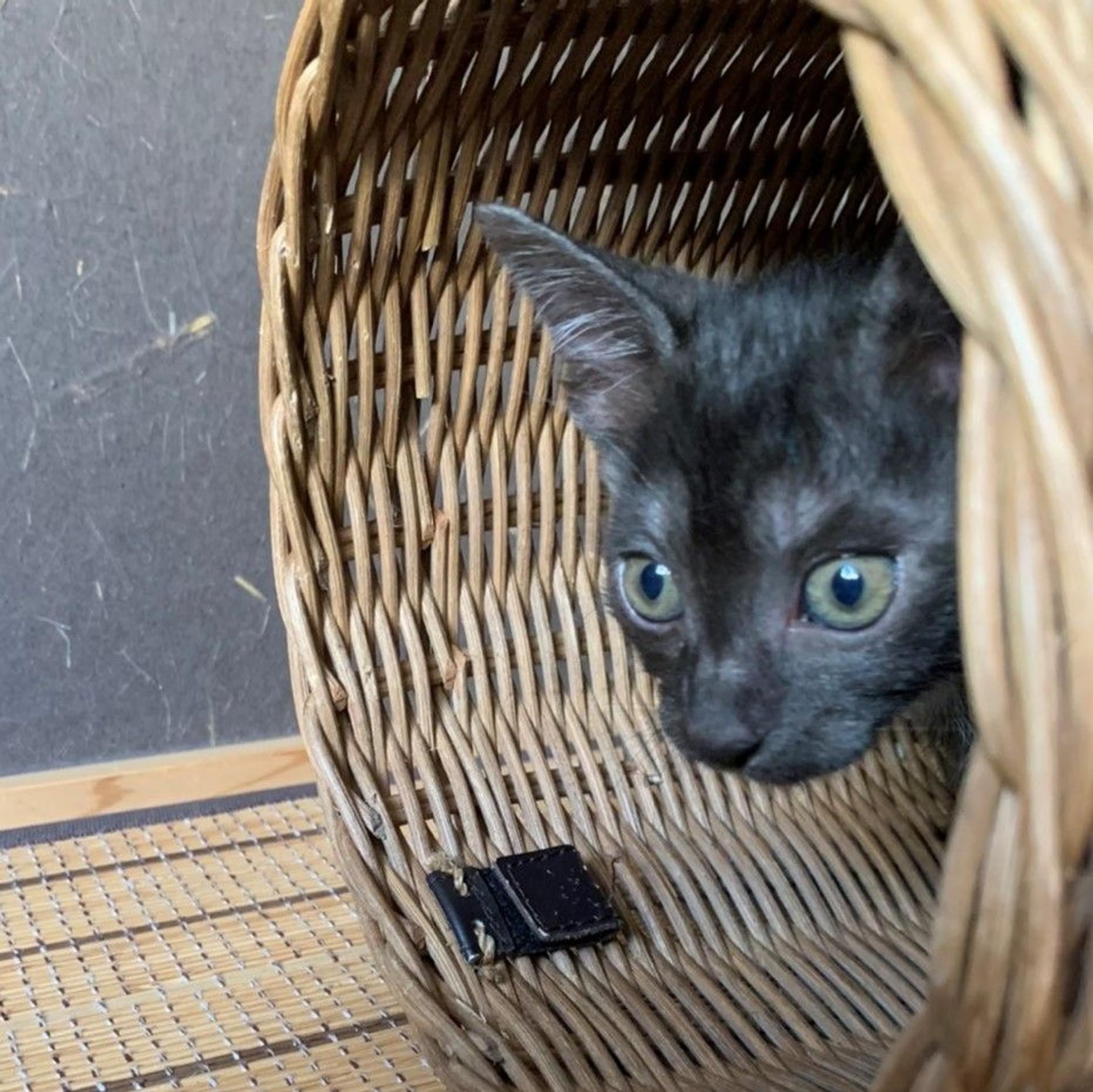 pet-image-3