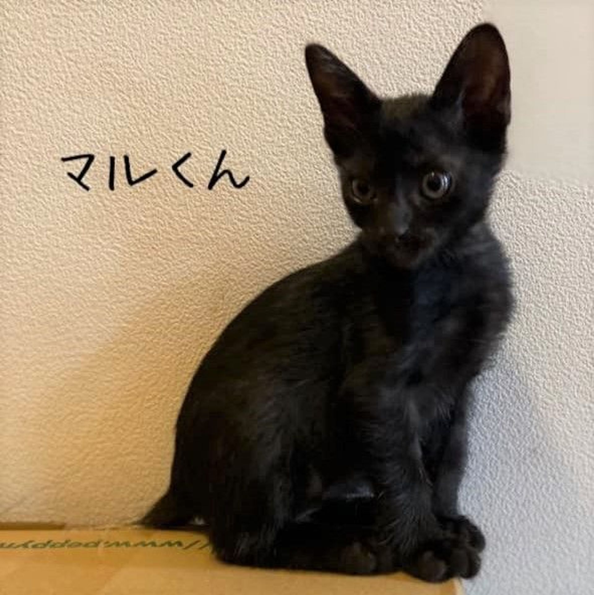 雑種（ミックス猫）・オスの里親募集の写真