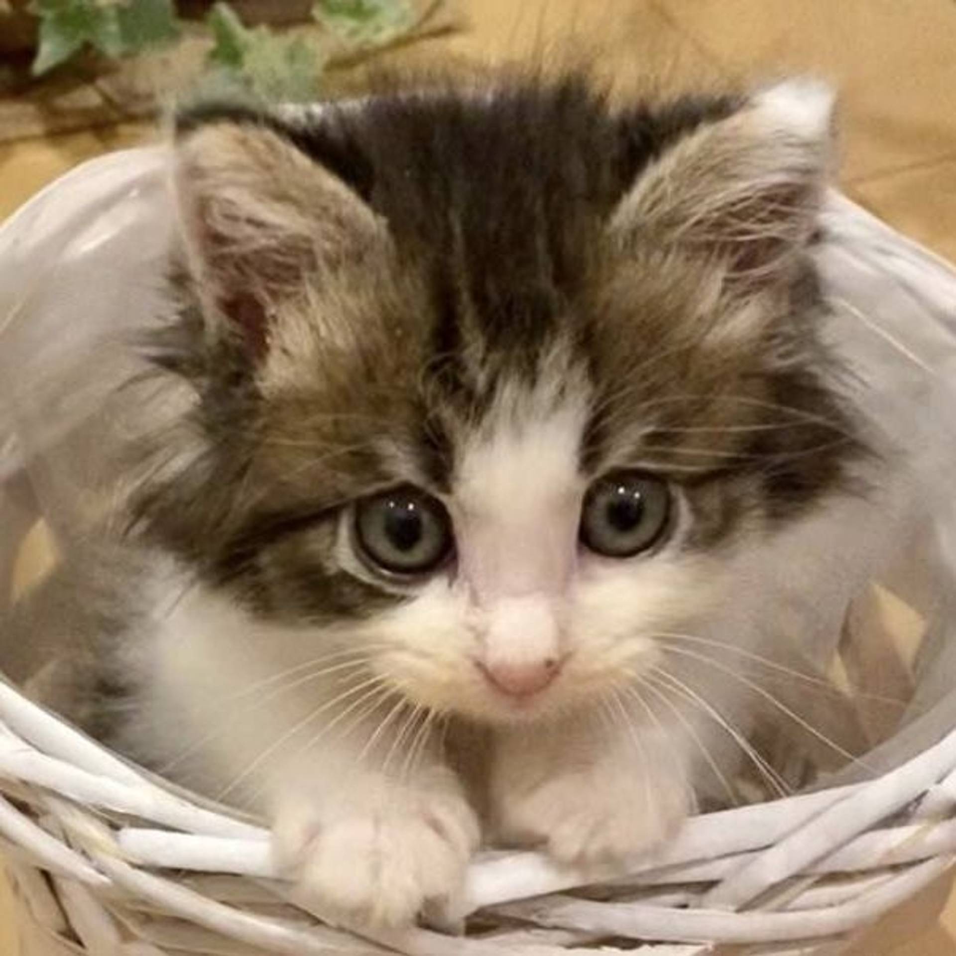 雑種（ミックス猫）・メスの里親募集の写真