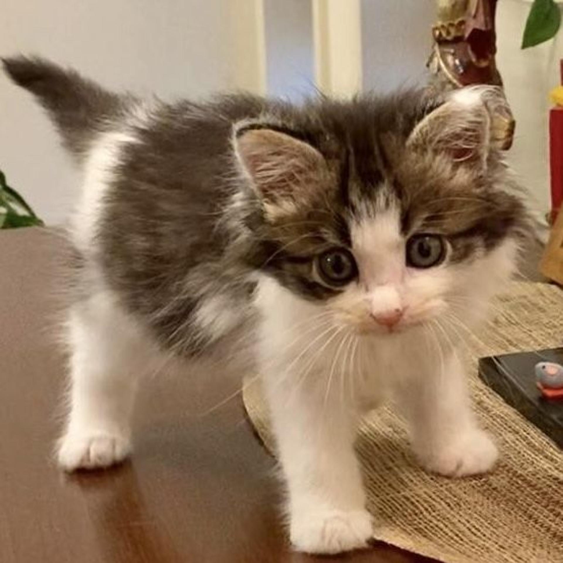 pet-image-3