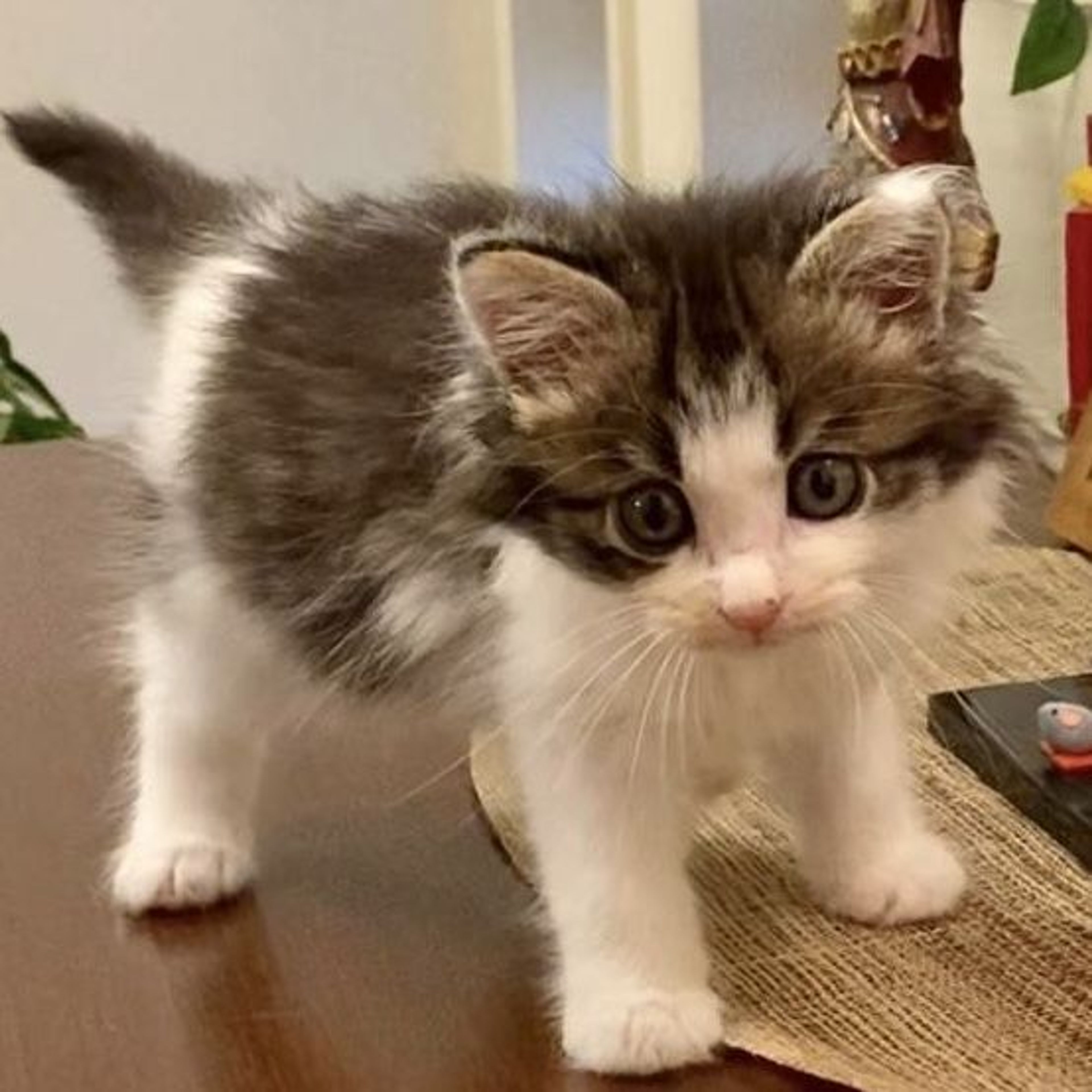 pet-image-3