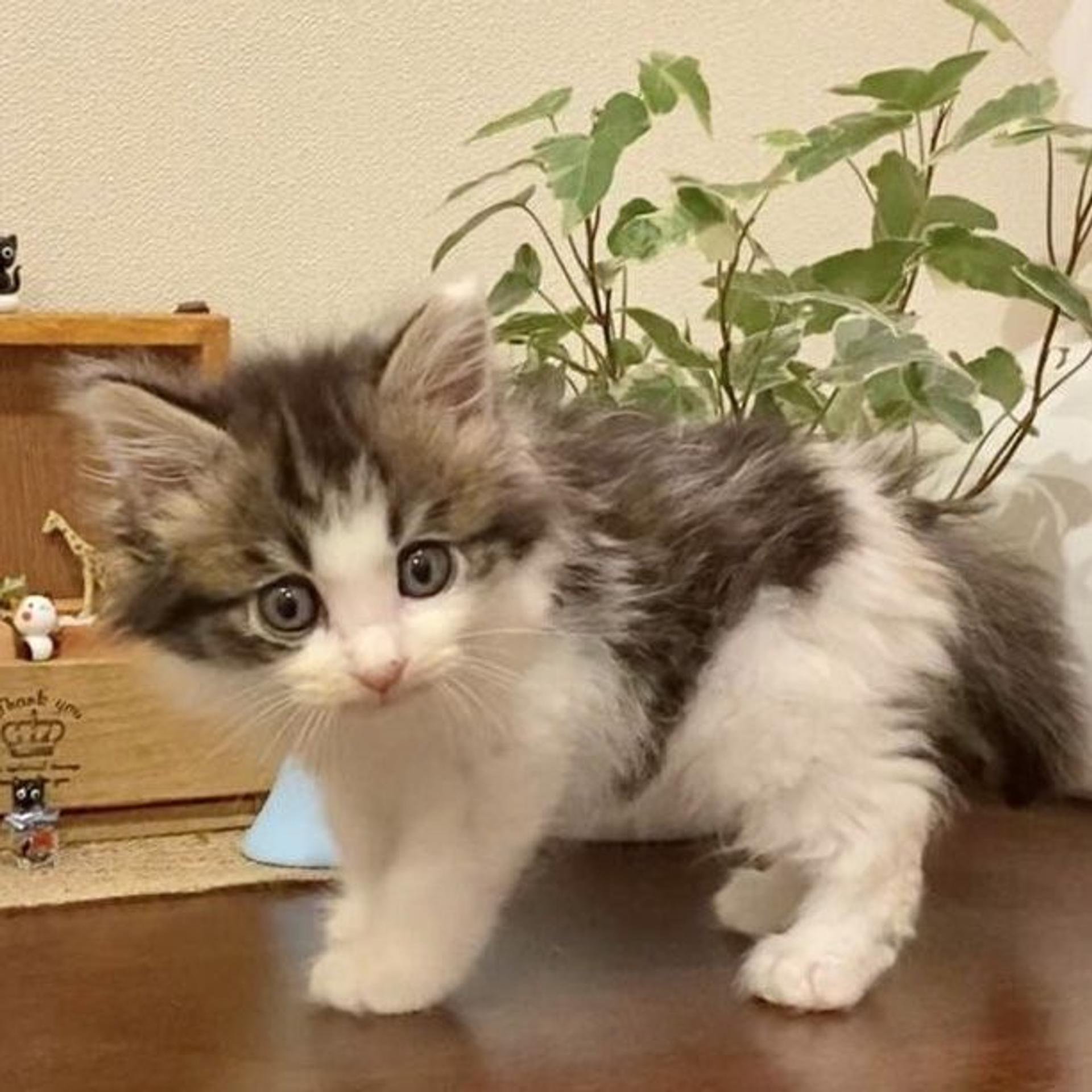 pet-image-4