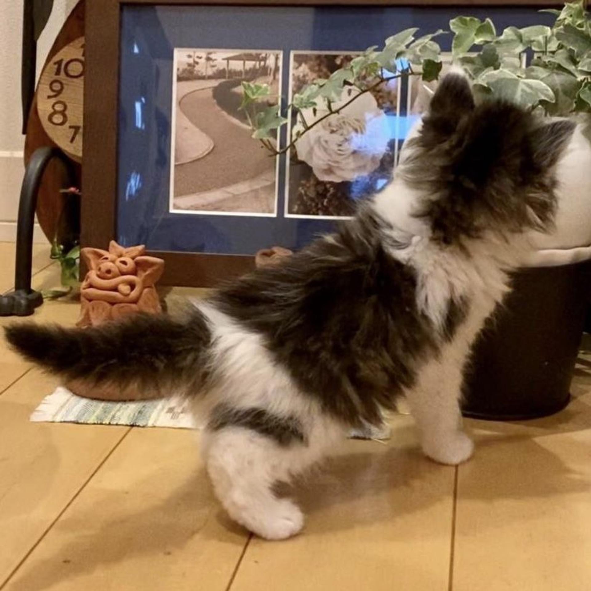 pet-image-5