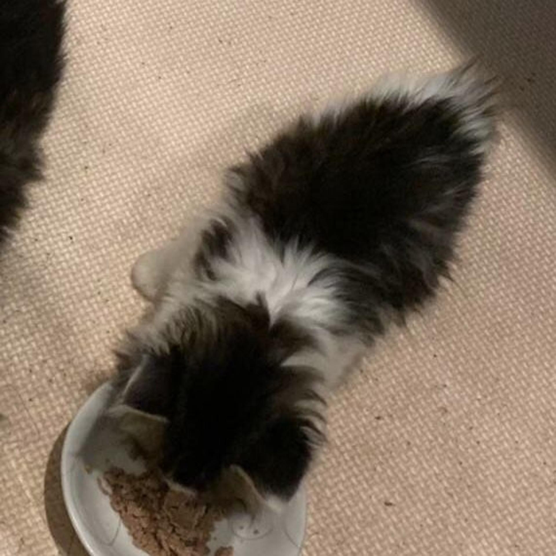 pet-image-9