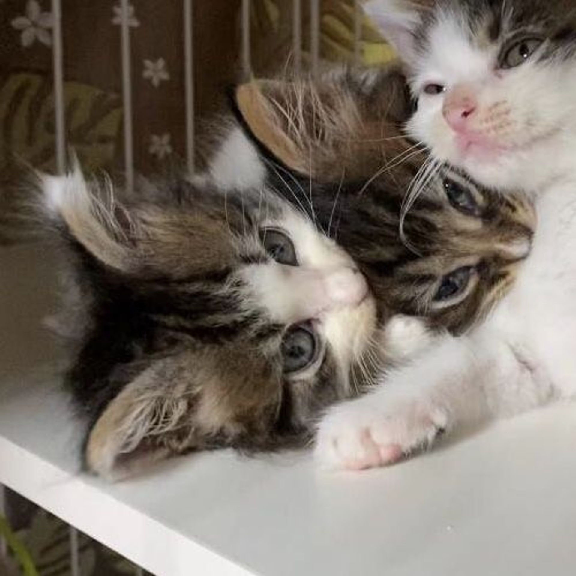 雑種（ミックス猫）・メスの里親募集の写真